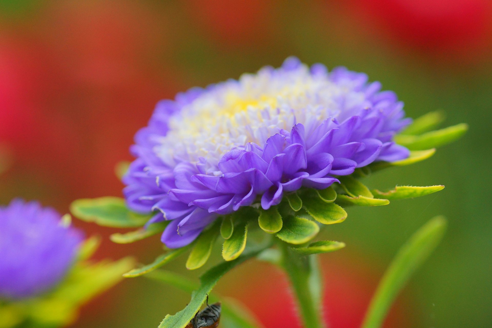 kwiat aster fioletowy