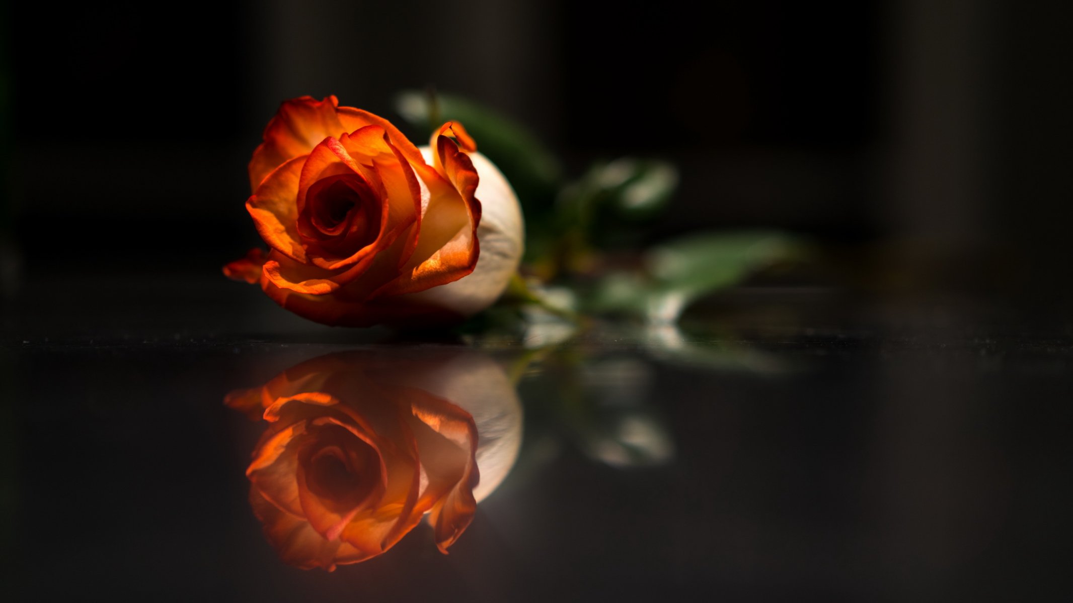 fleur rose fond