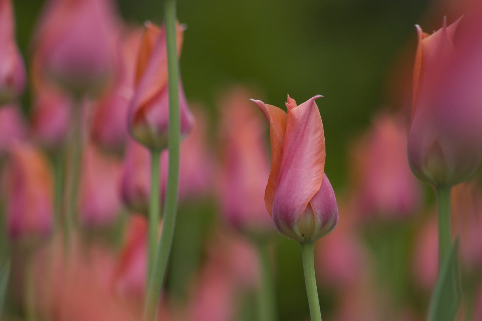tulips bud close up