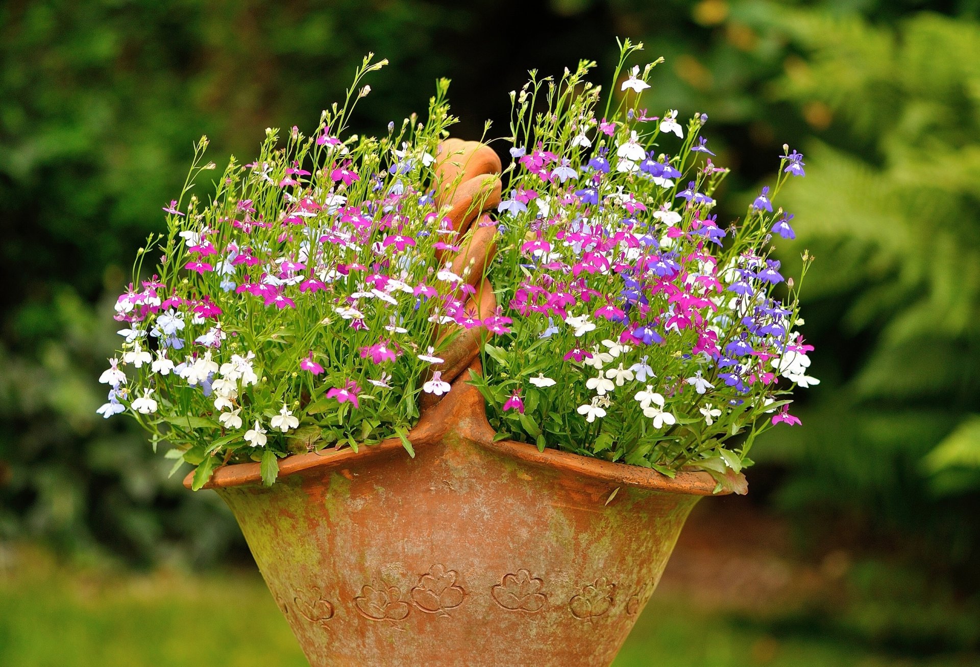 topf korb blumenbeet