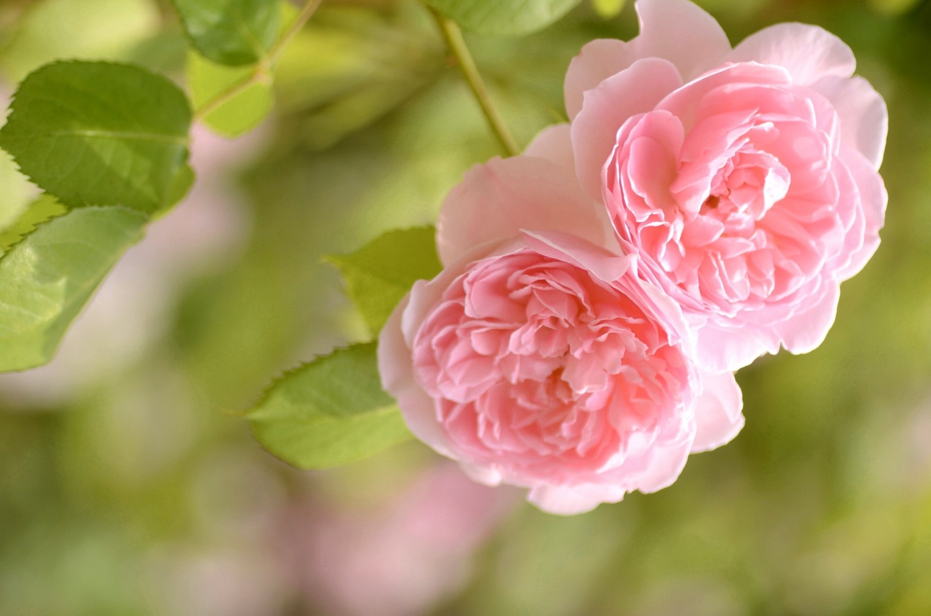 rose macro tenerezza