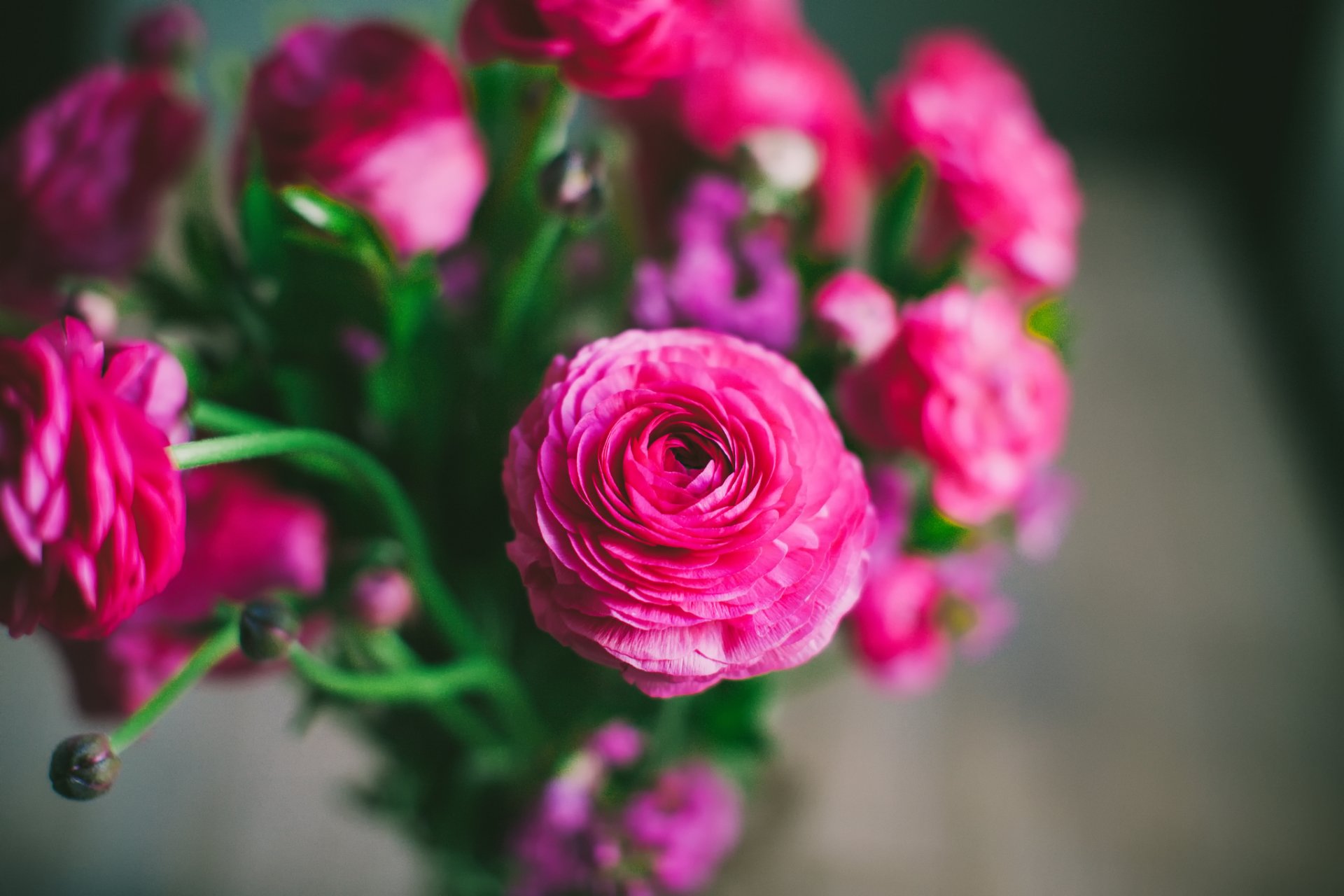 buttercups pink flower petals bouquet bokeh