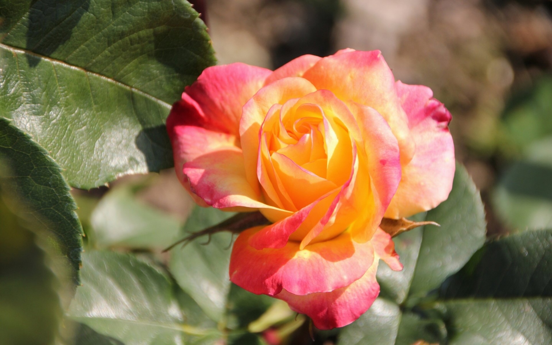 rose bud close up