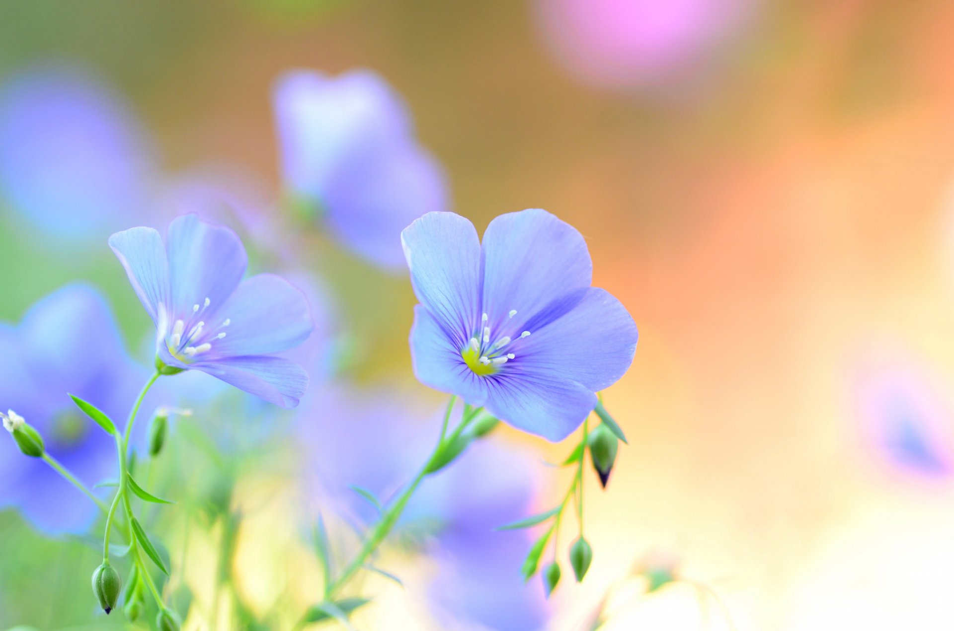 flachs blumen blau feld blütenblätter sommer