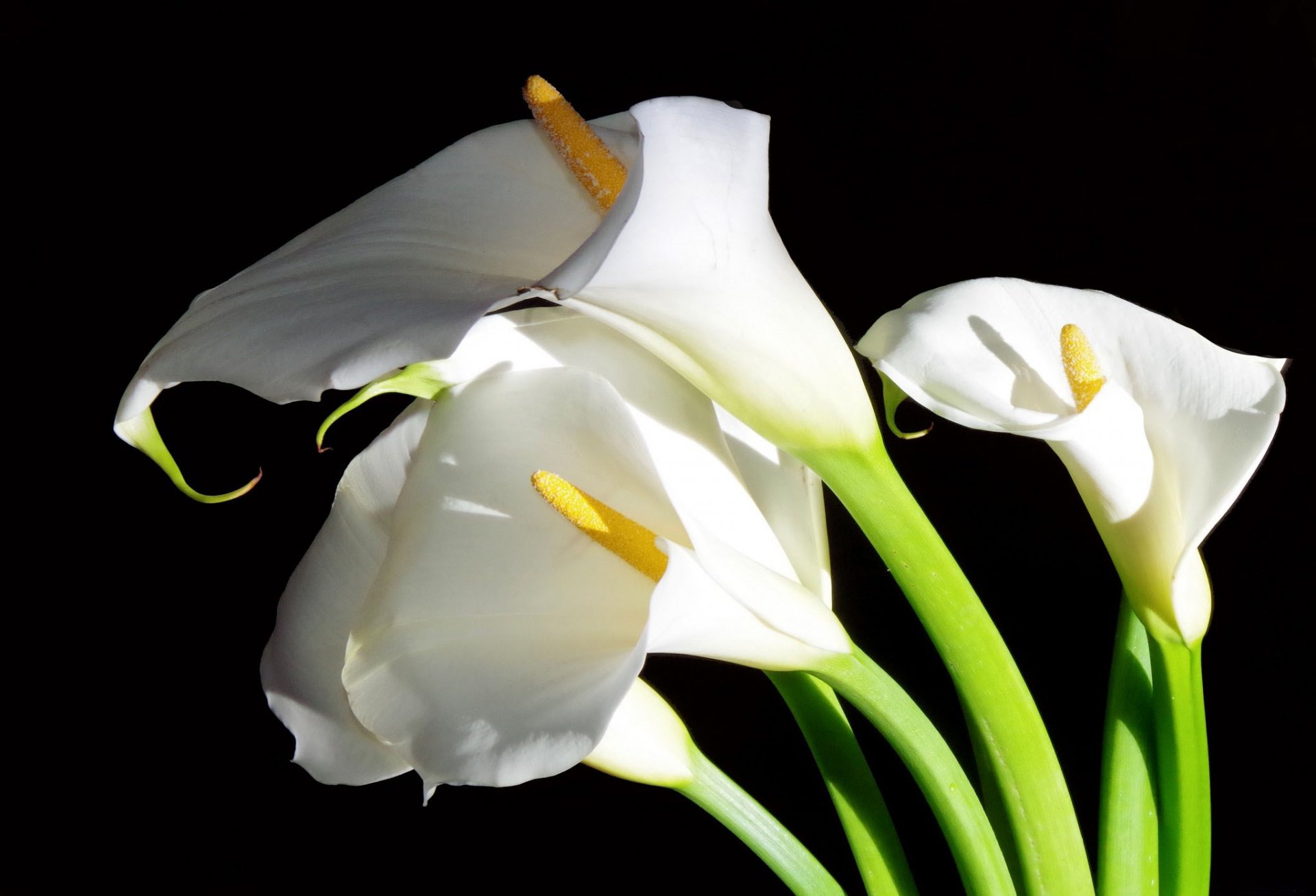 calla blumen weiß