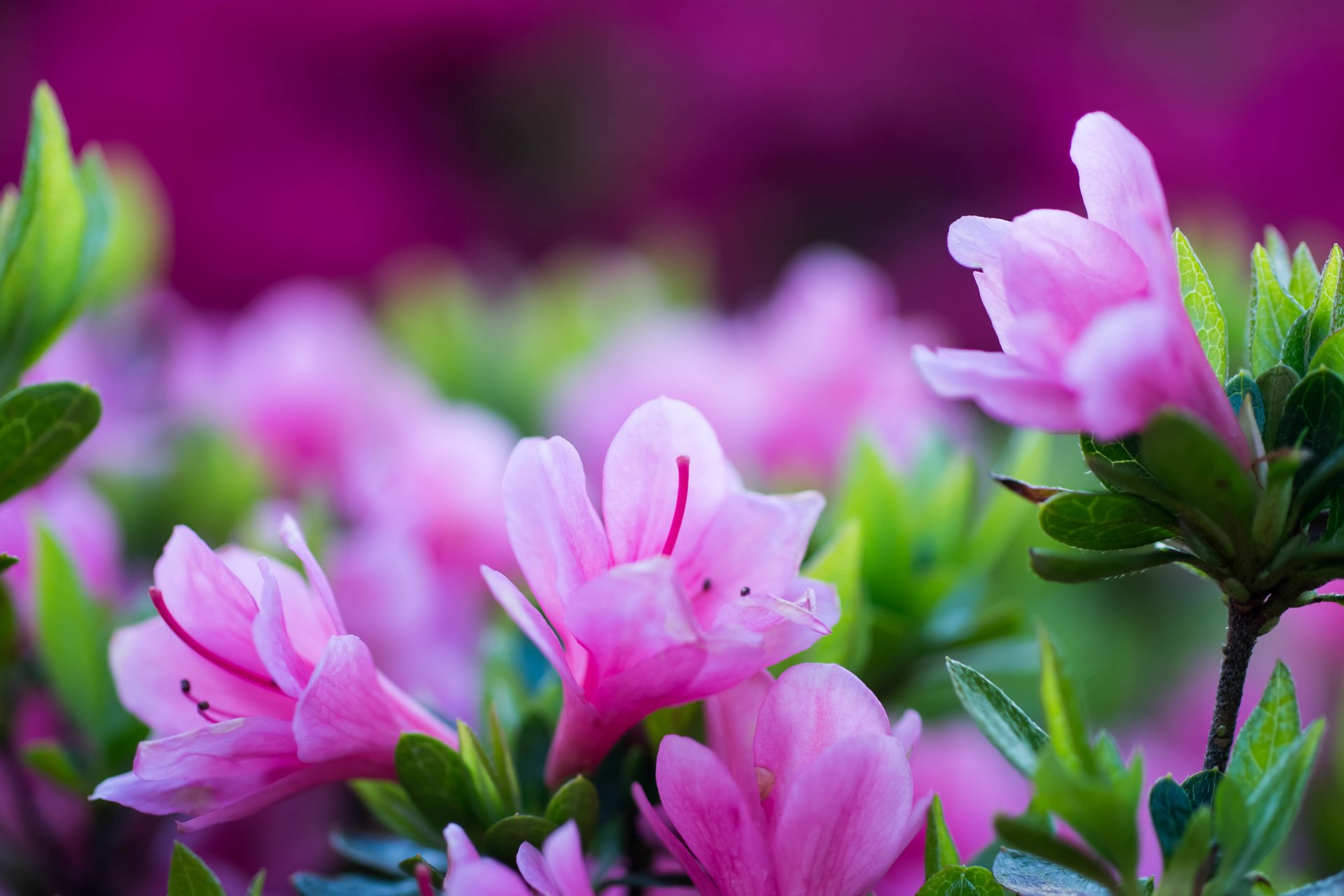 flores azalea pétalos macro