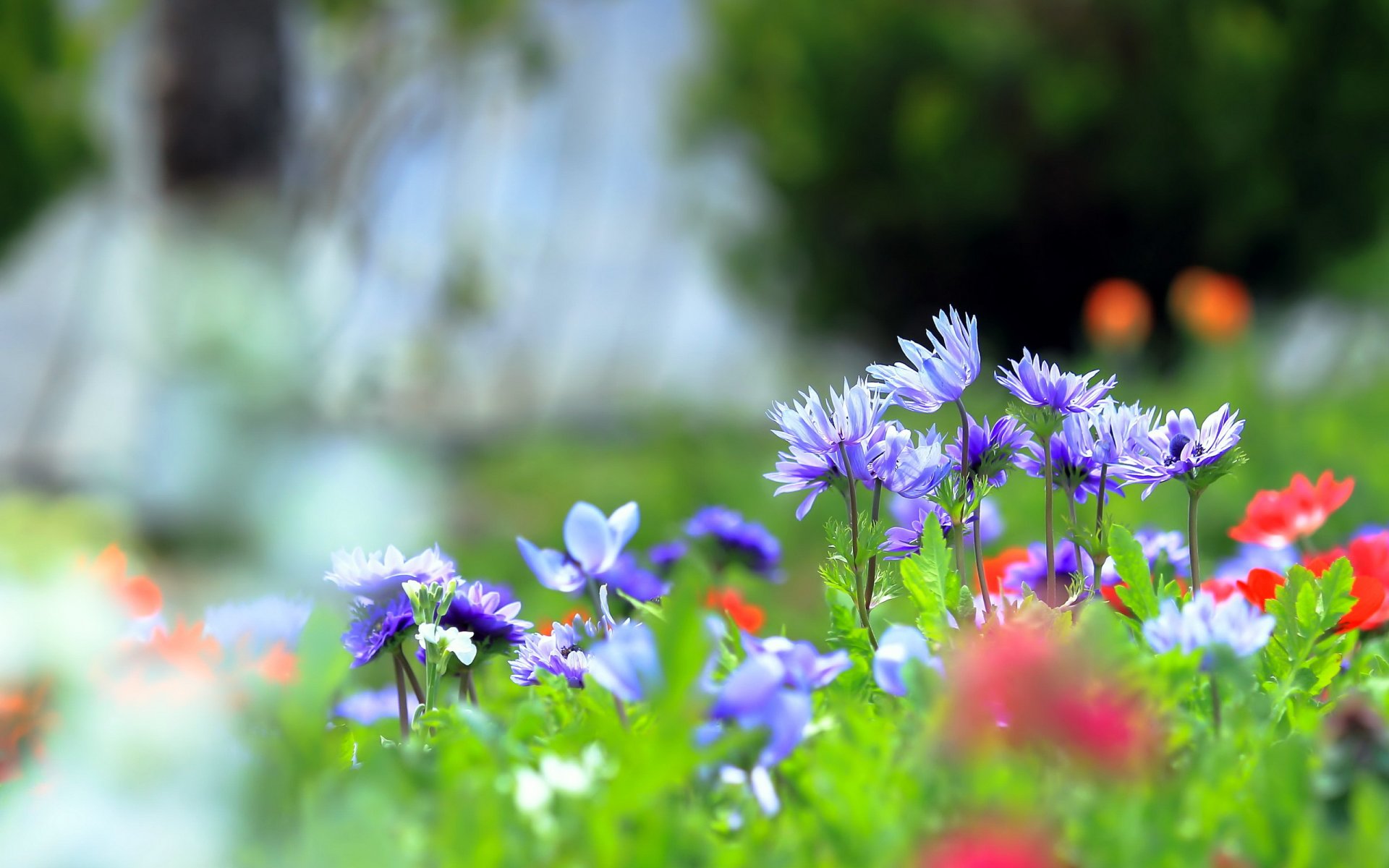 flores naturaleza verano