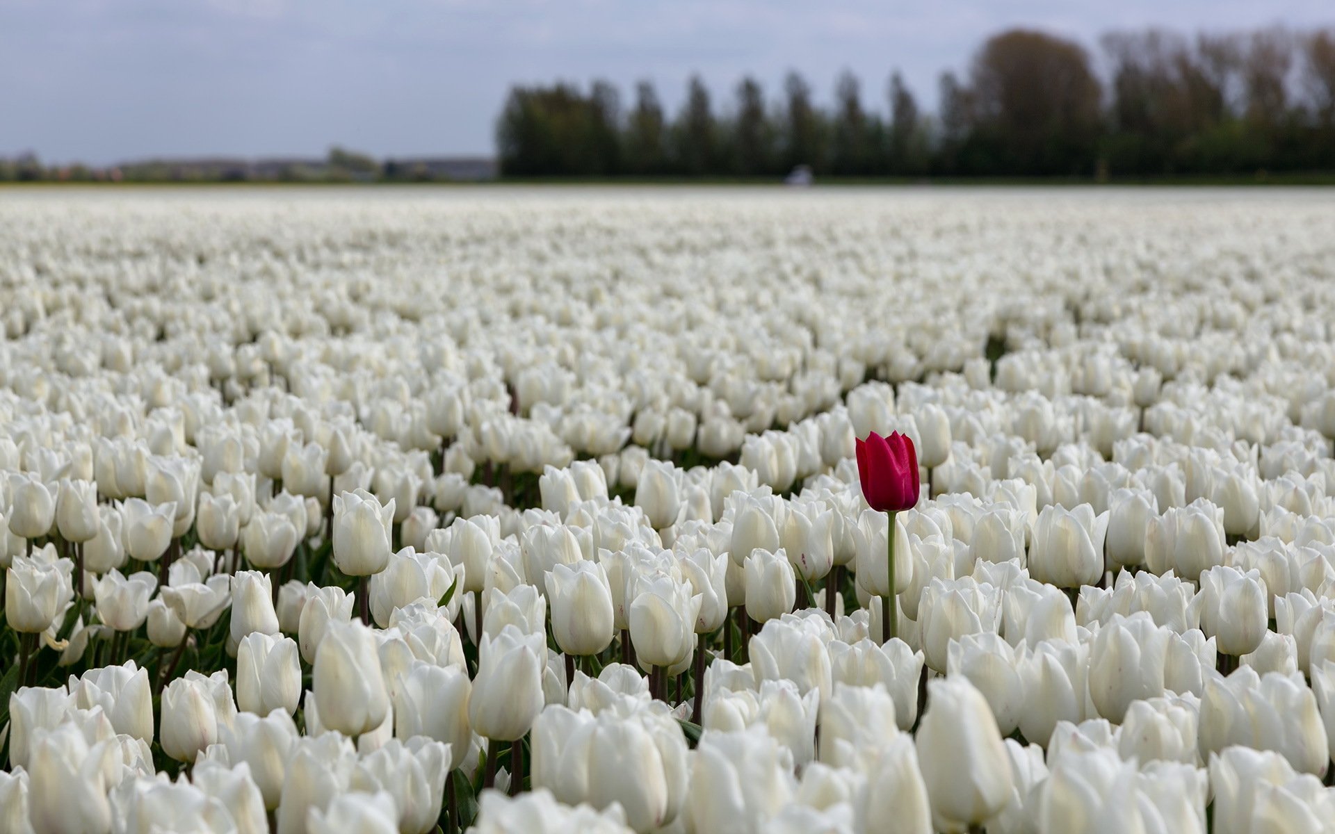 flower tulips the field nature
