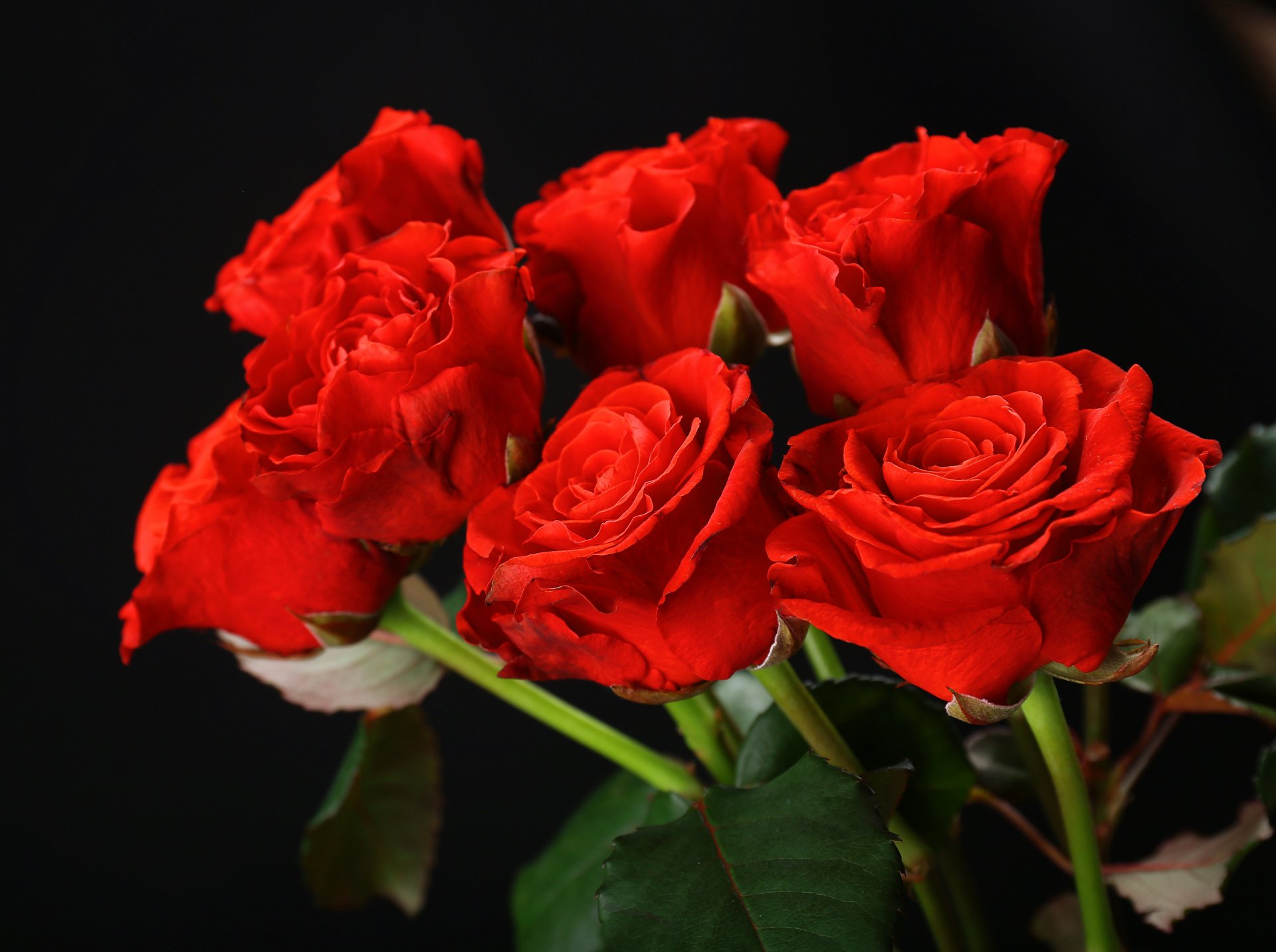 rot rosen blumen blumenstrauß