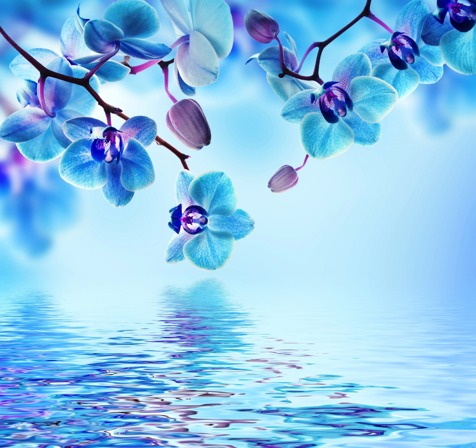 orchid blue water reflection flowers blooming