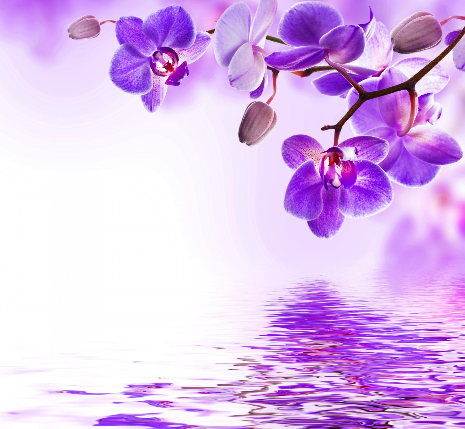 orchidea viola acqua riflessione fiori fioritura