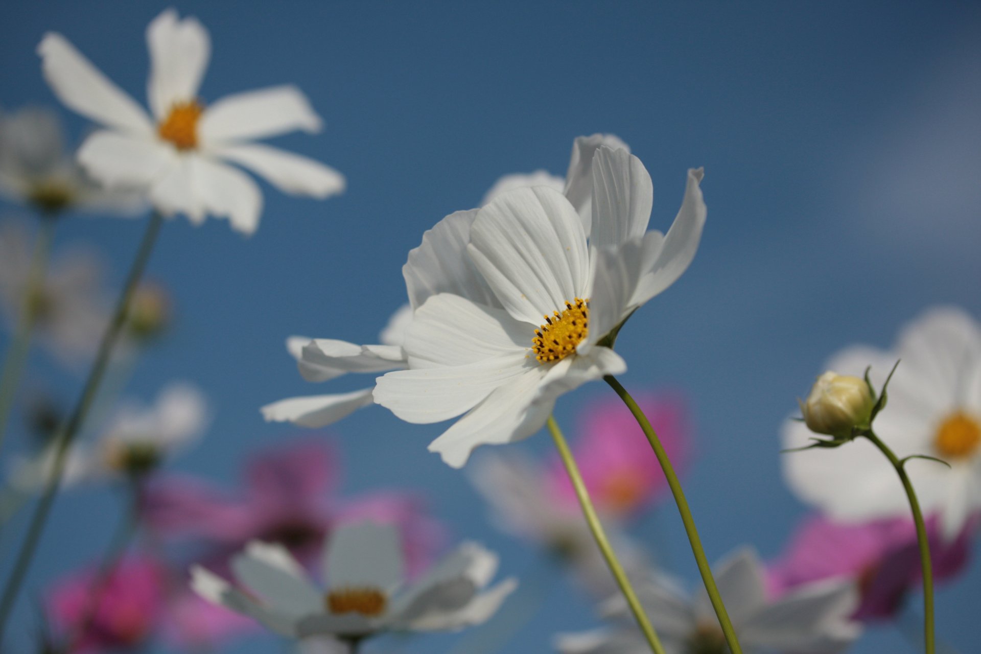 kosmea blumen blütenblätter sommer blüte natur himmel