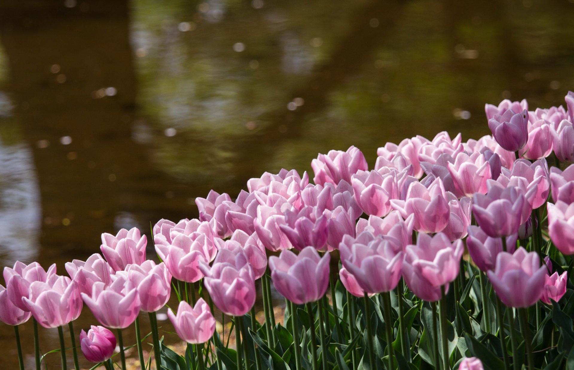 tulipani rosa petali fiori parco stagno riva luci