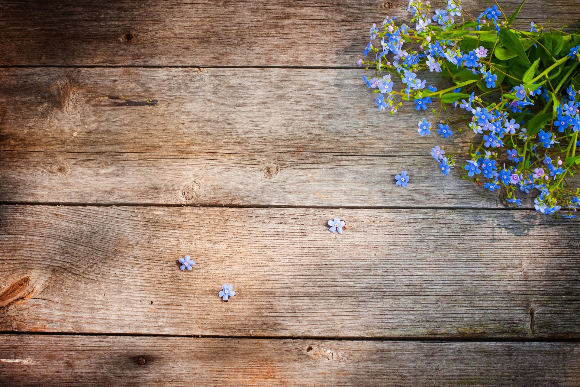 flores nomeolvides campo piso tablero madera