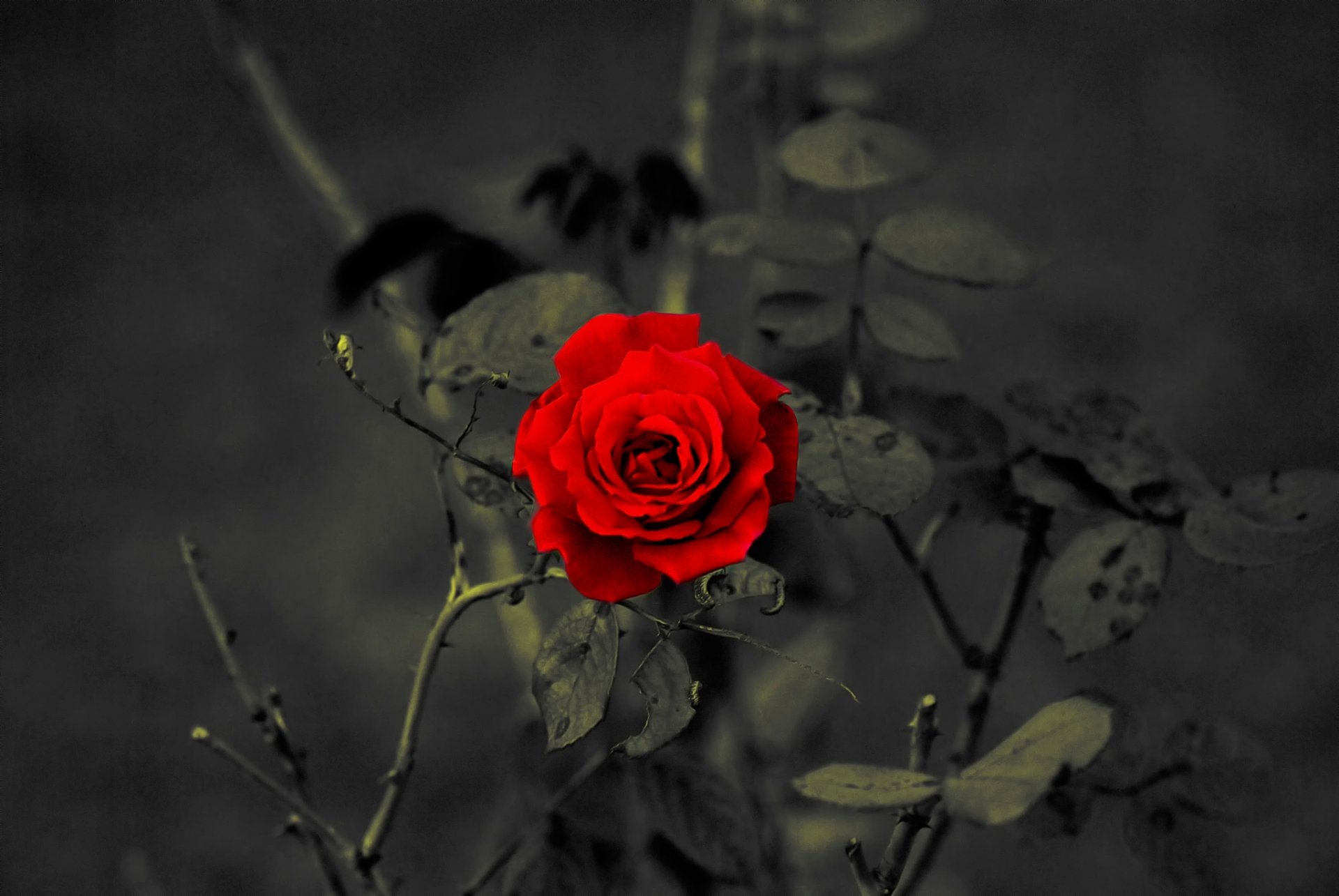 rosa pétalos rojo