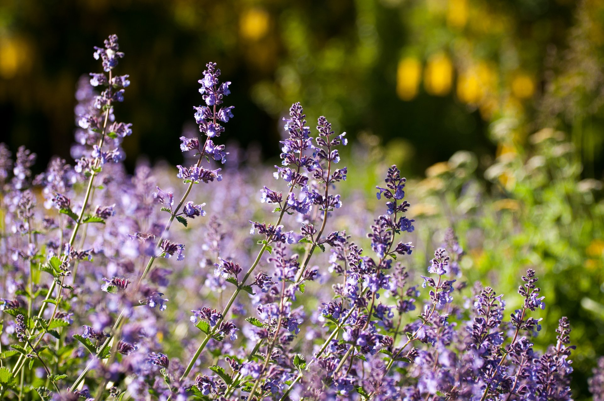 lavender close up meadow