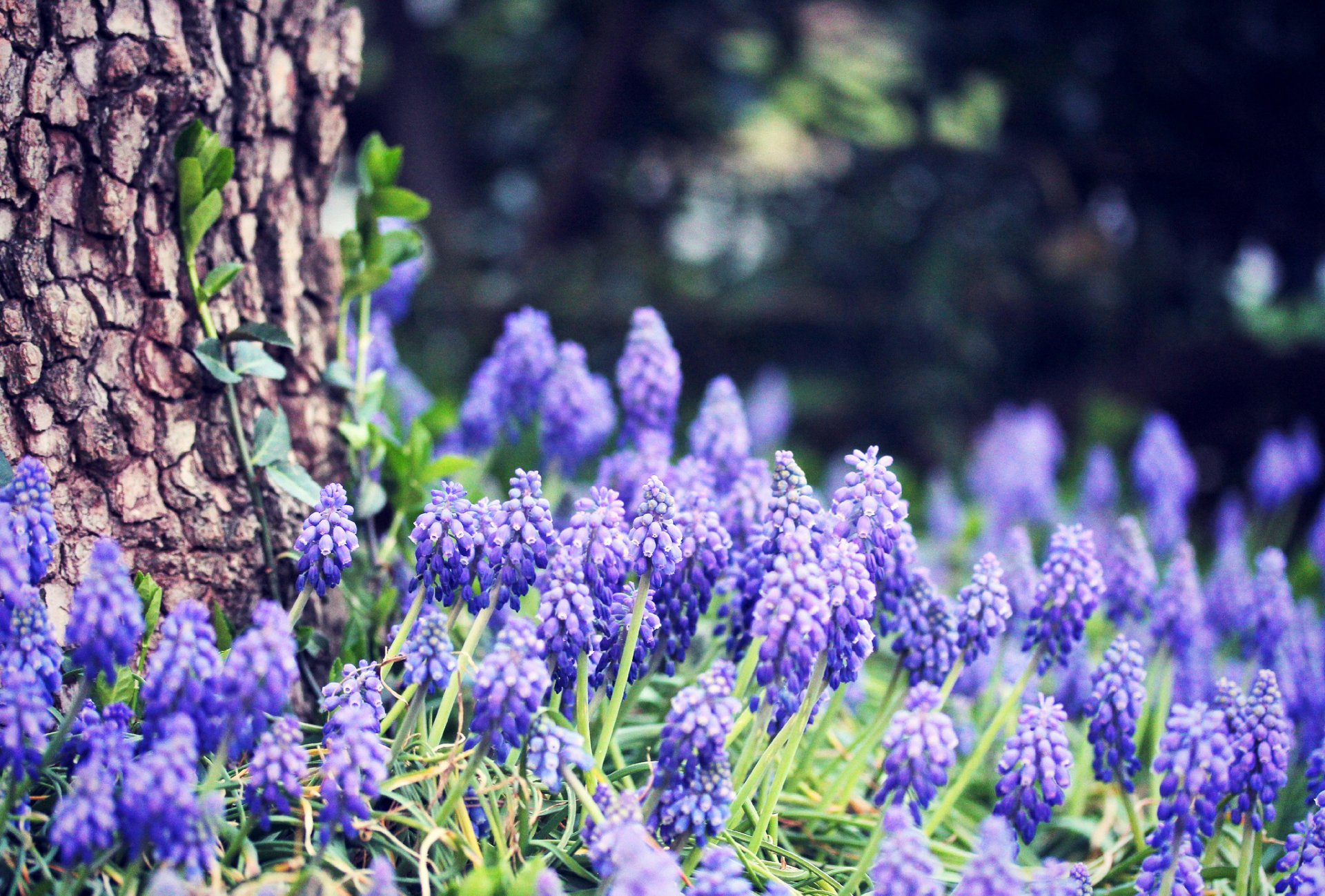 giacinto d uva fiori blu erba foresta albero tronco corteccia bokeh primavera natura