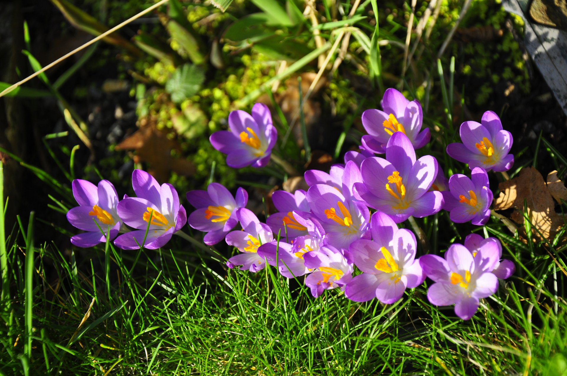 crocus saffron spring