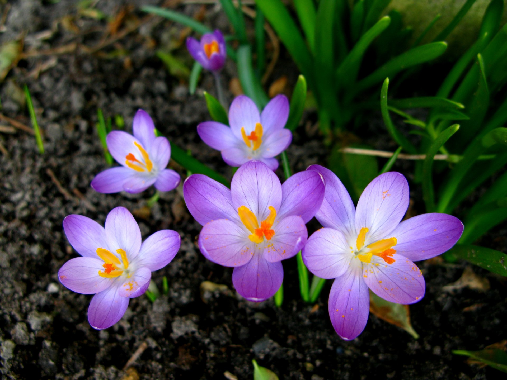 crocus fleurs printemps