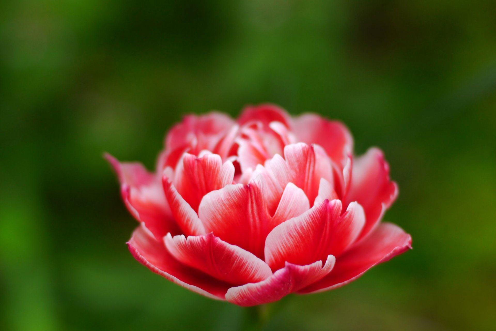fiore rosa tulipano bocciolo petali verde natura primavera