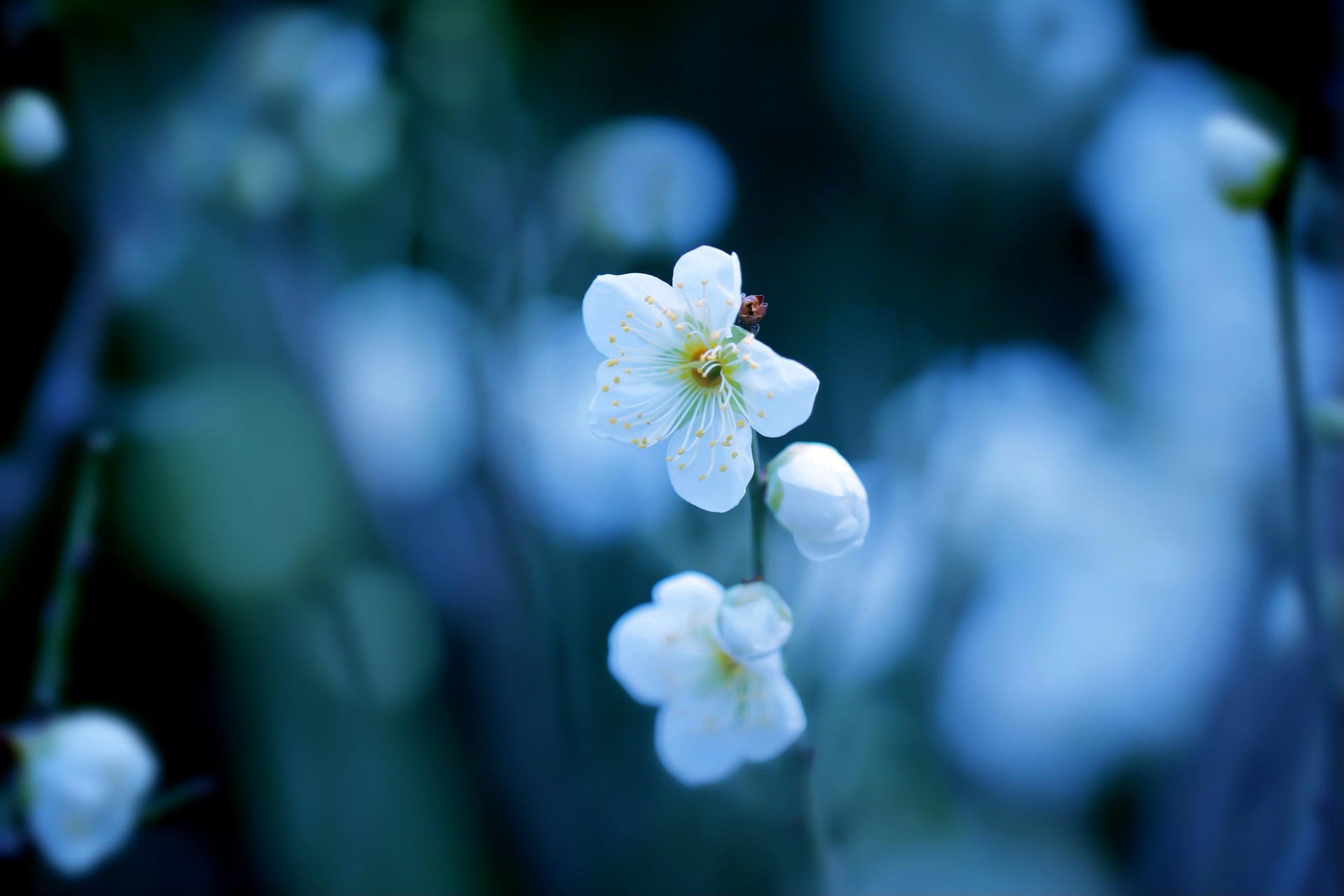 pflaume blumen weiß zweig blüte frühling bokeh
