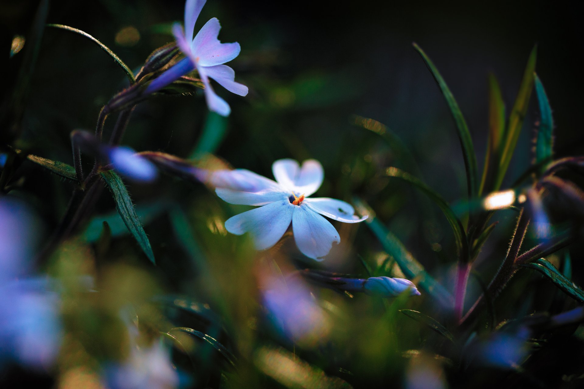 leaves flower blue and white phlox light lighting reflection