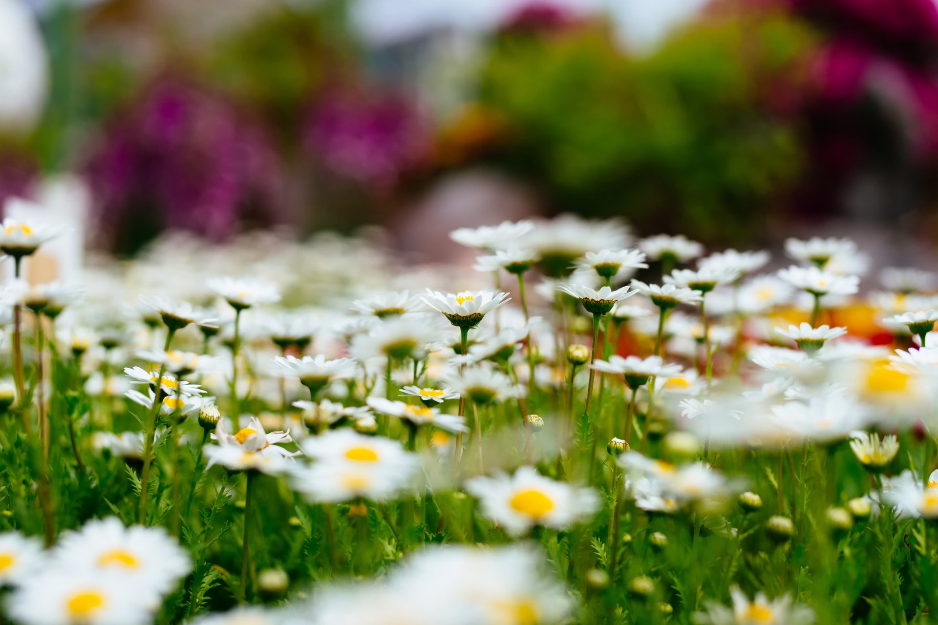 margherite radura fiori natura bokeh