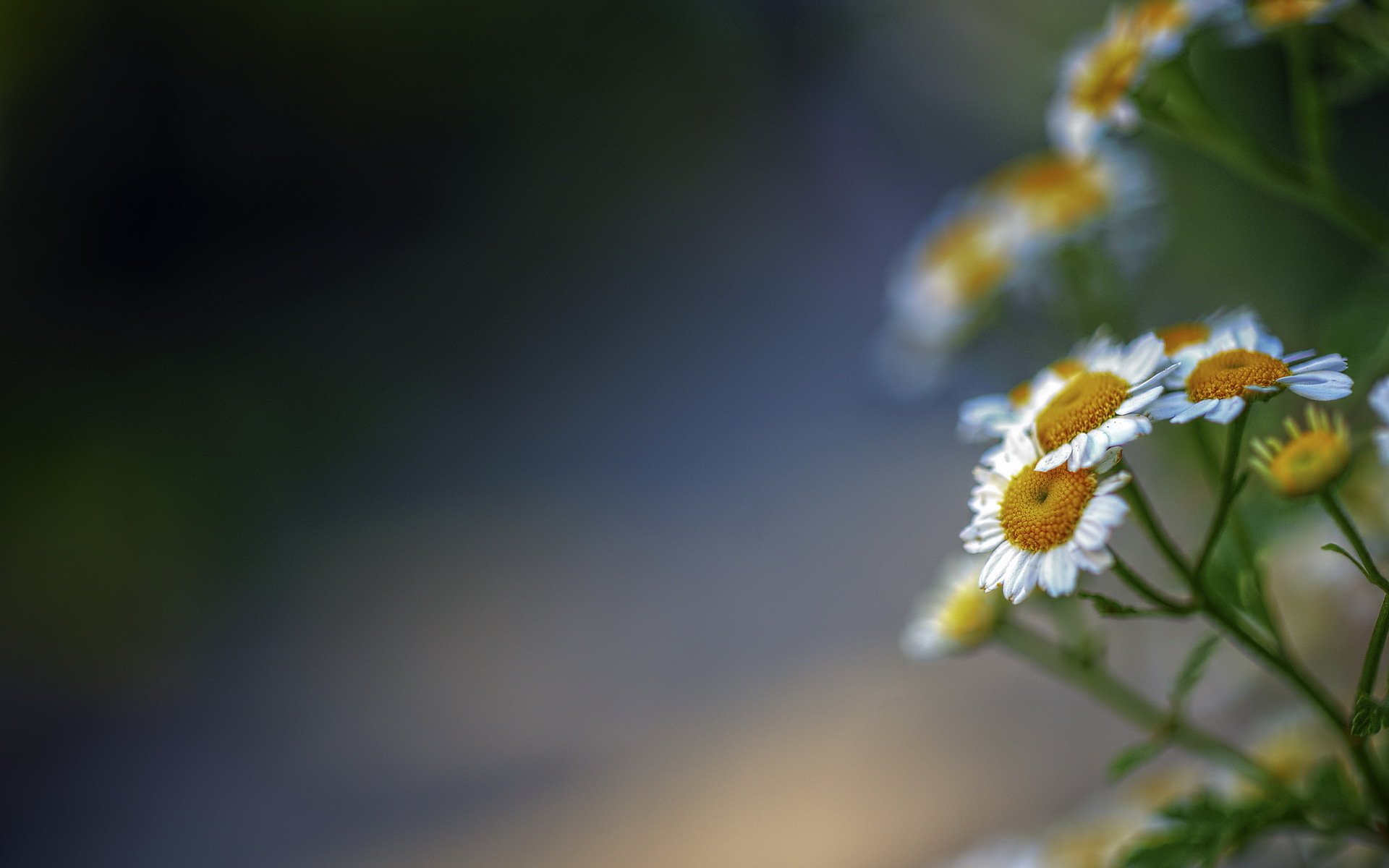 flores naturaleza fondo