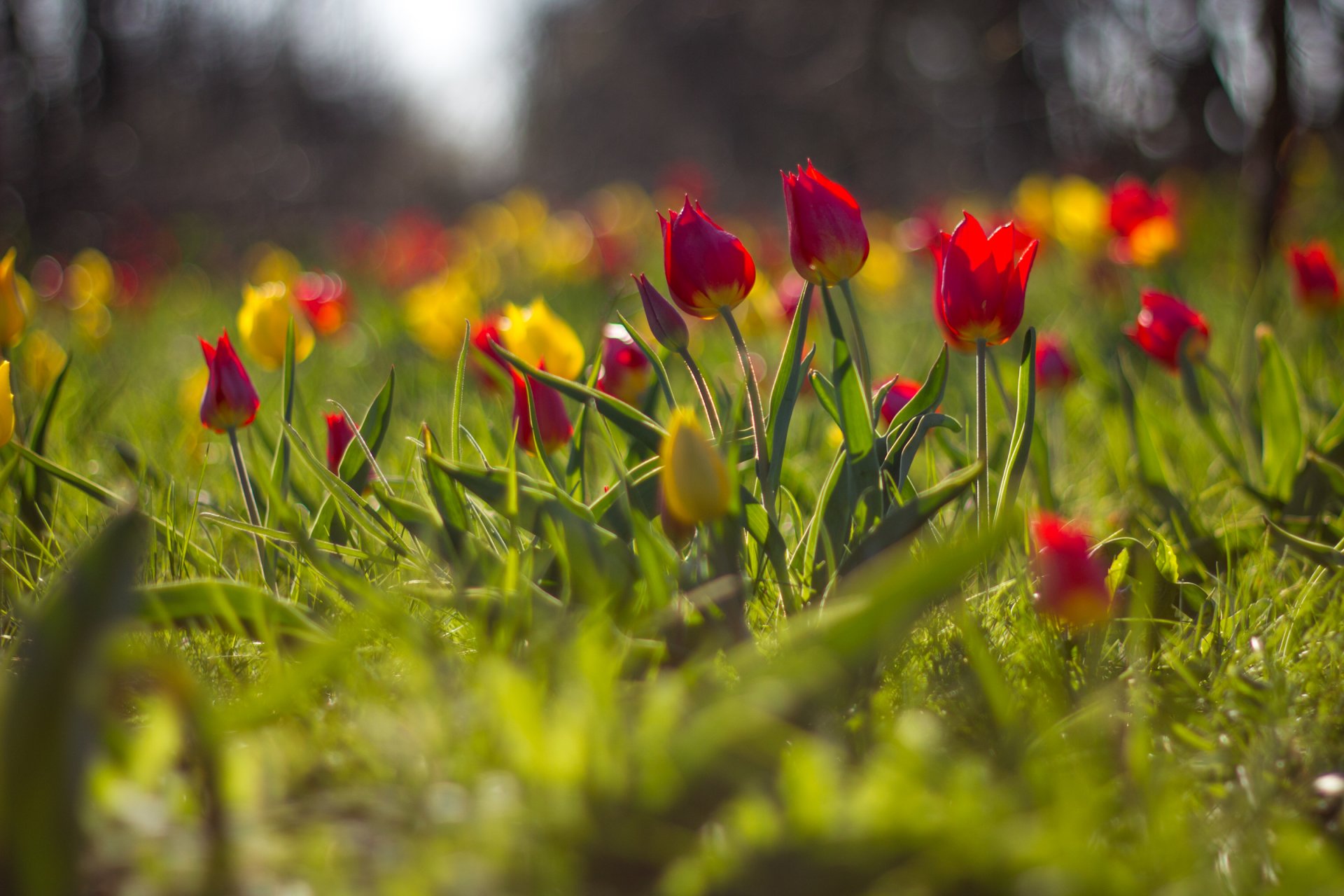 flower tulips blur