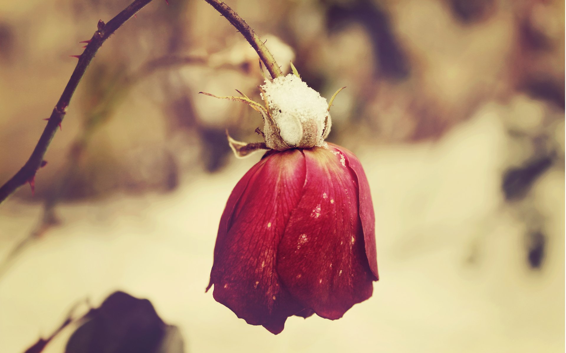 blume rose rot kälte verwelkt schnee frost