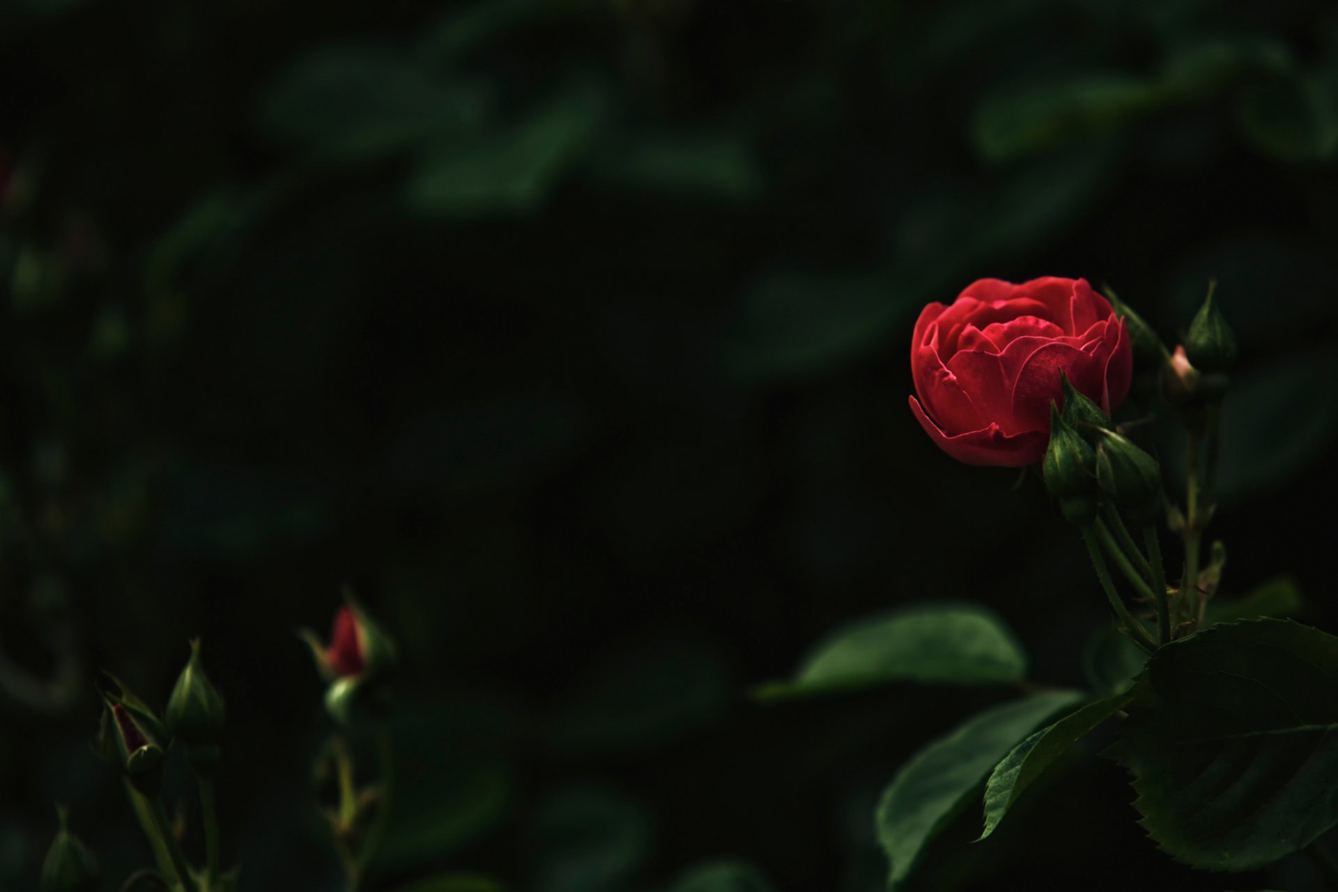 rose bokeh bourgeons