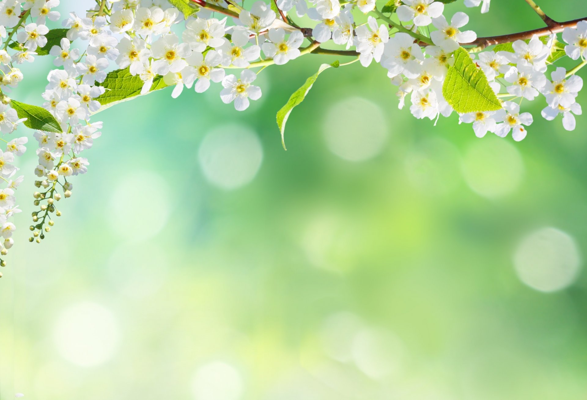 natura kwiaty wiosna bokeh płatki drzewo