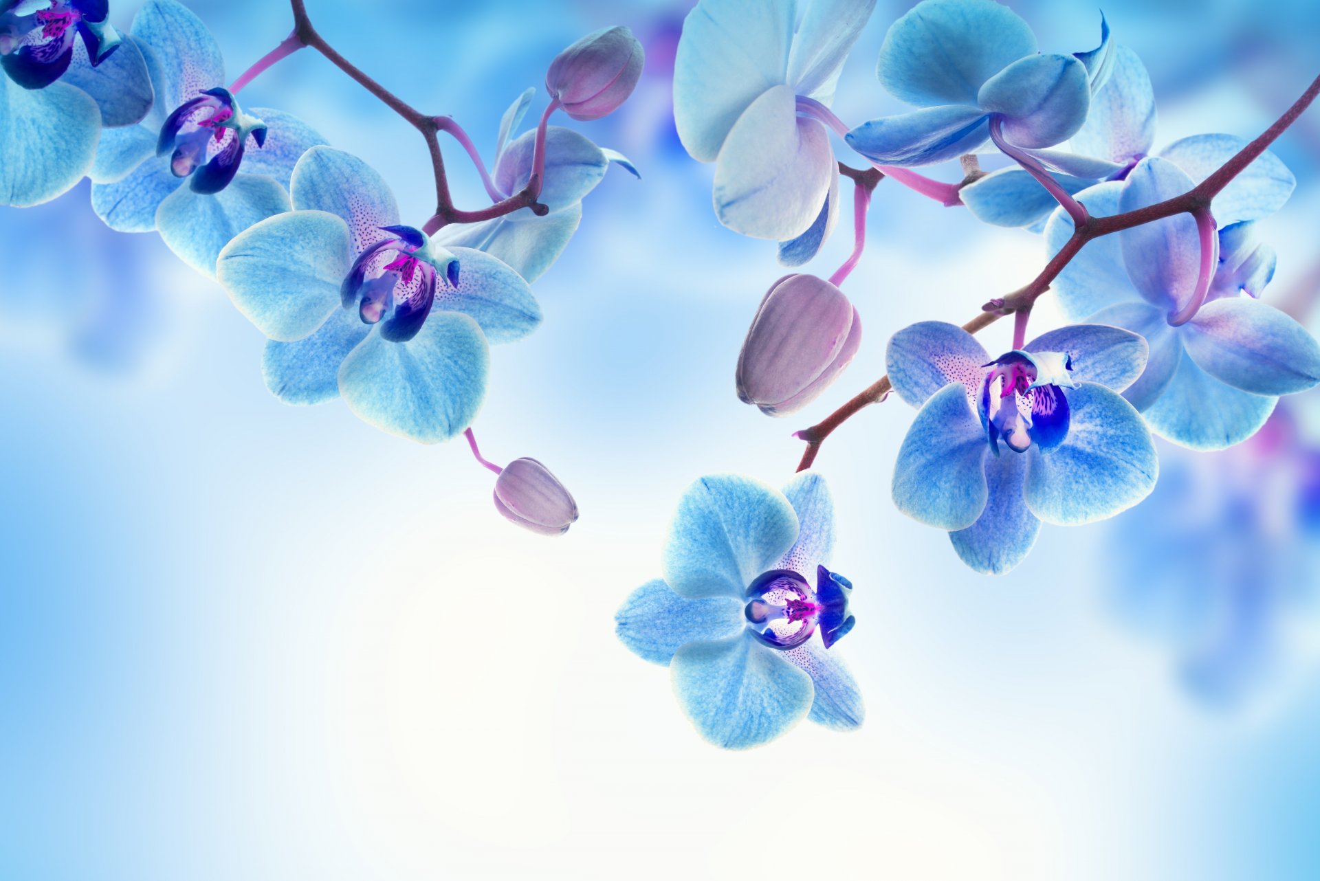 blumen orchidee blütenblätter blüte hintergrund