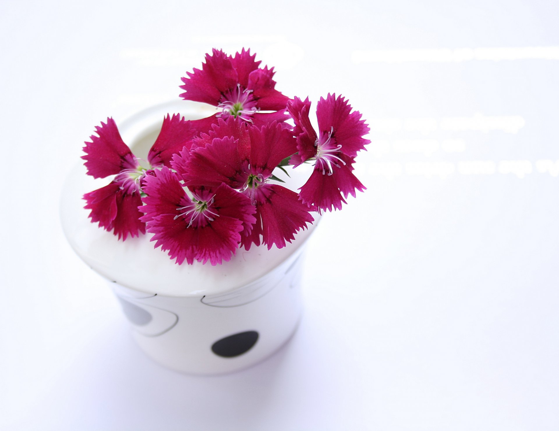 vase fleurs oeillets fond blanc