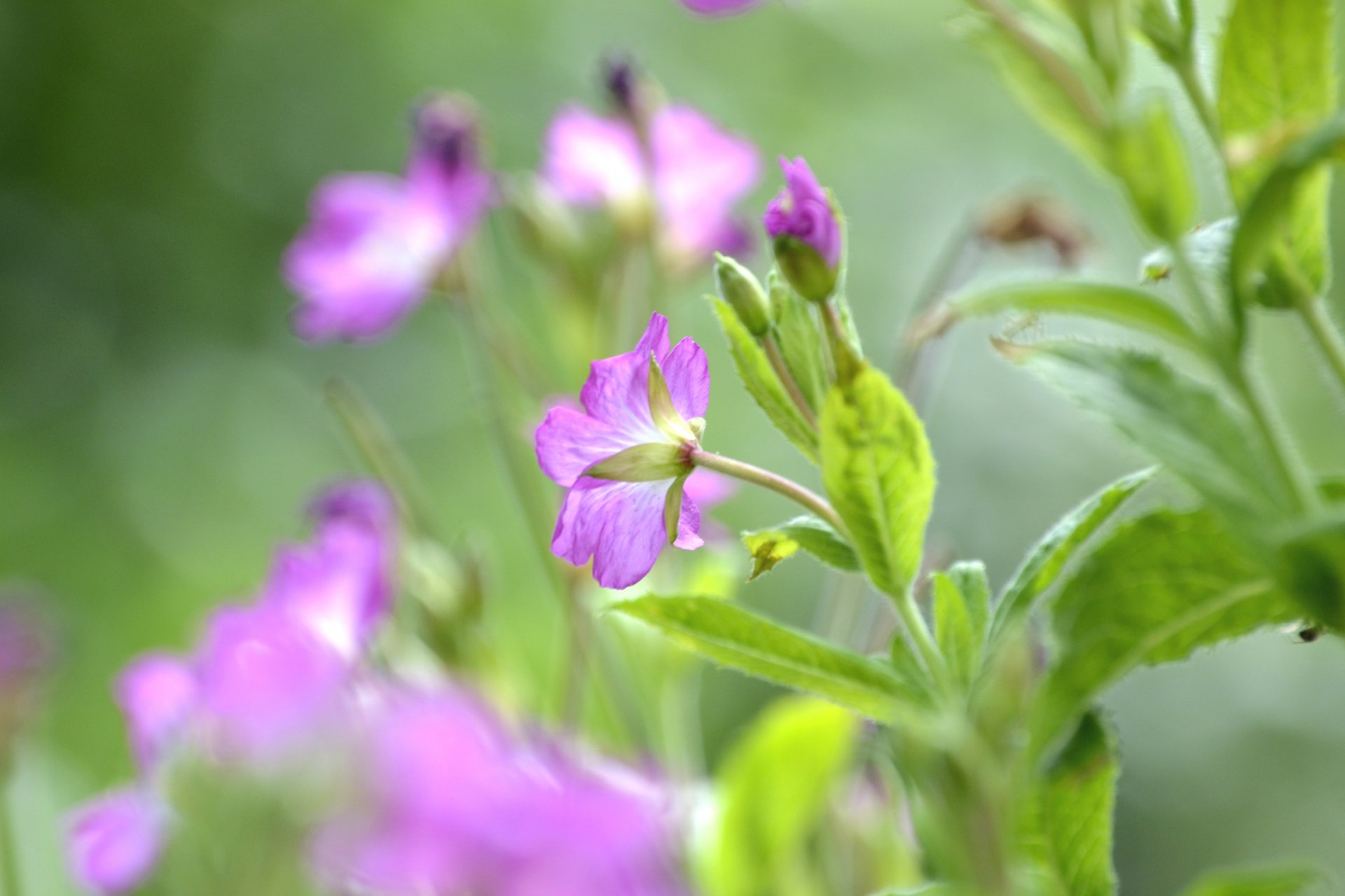 flower purple petals buds stems leaves blur