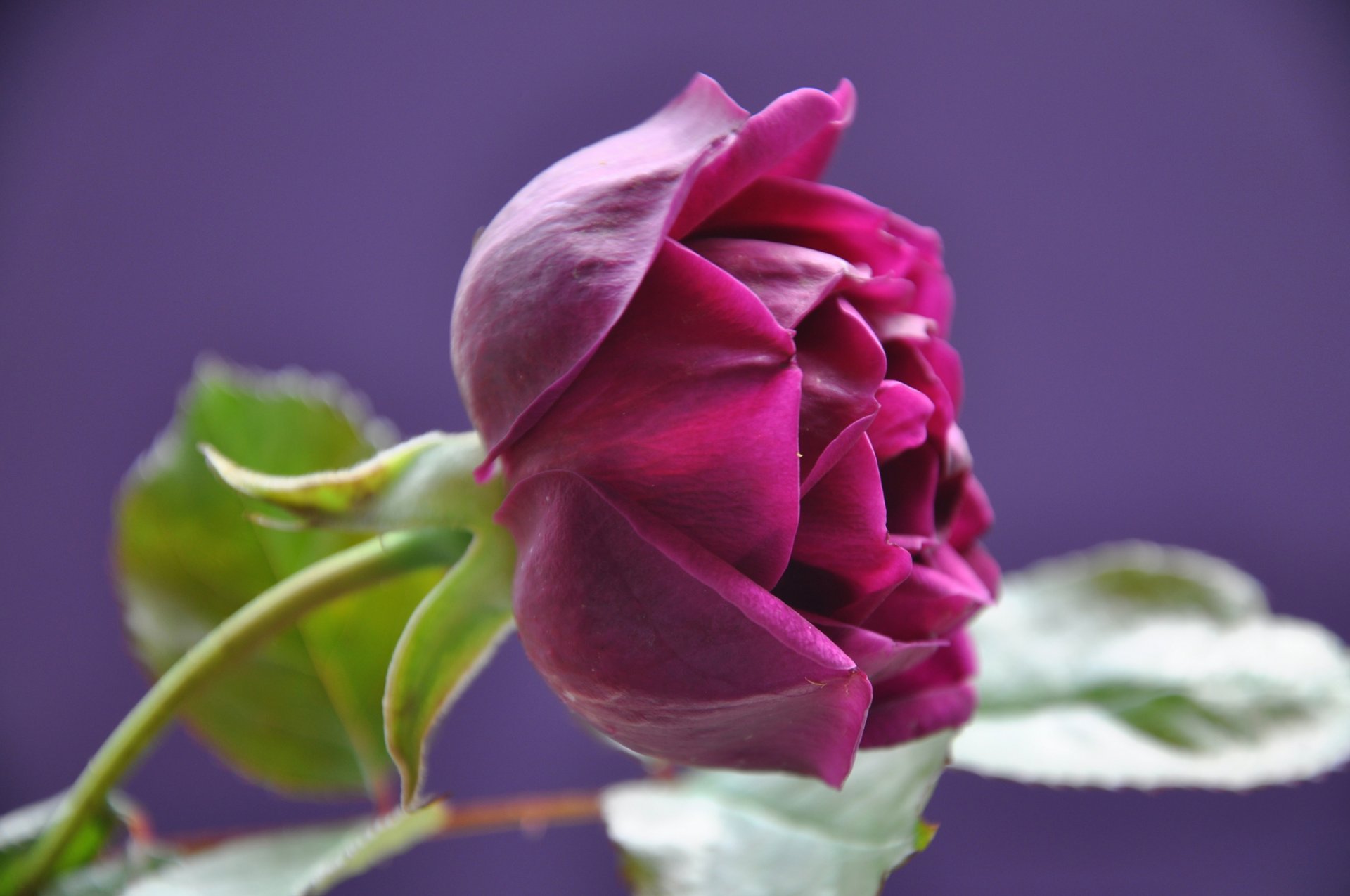 rosa brote pétalos hojas macro