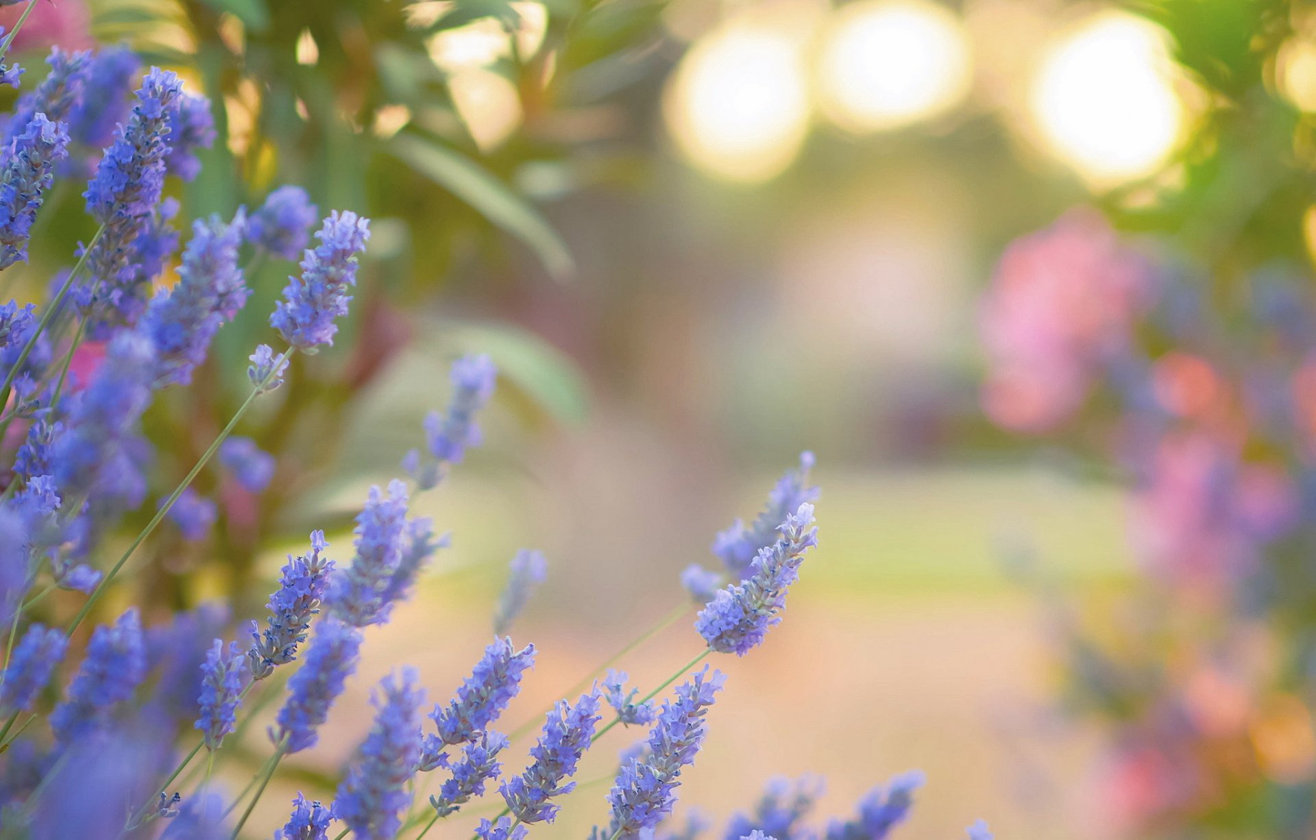 fiori rosso lavanda luci