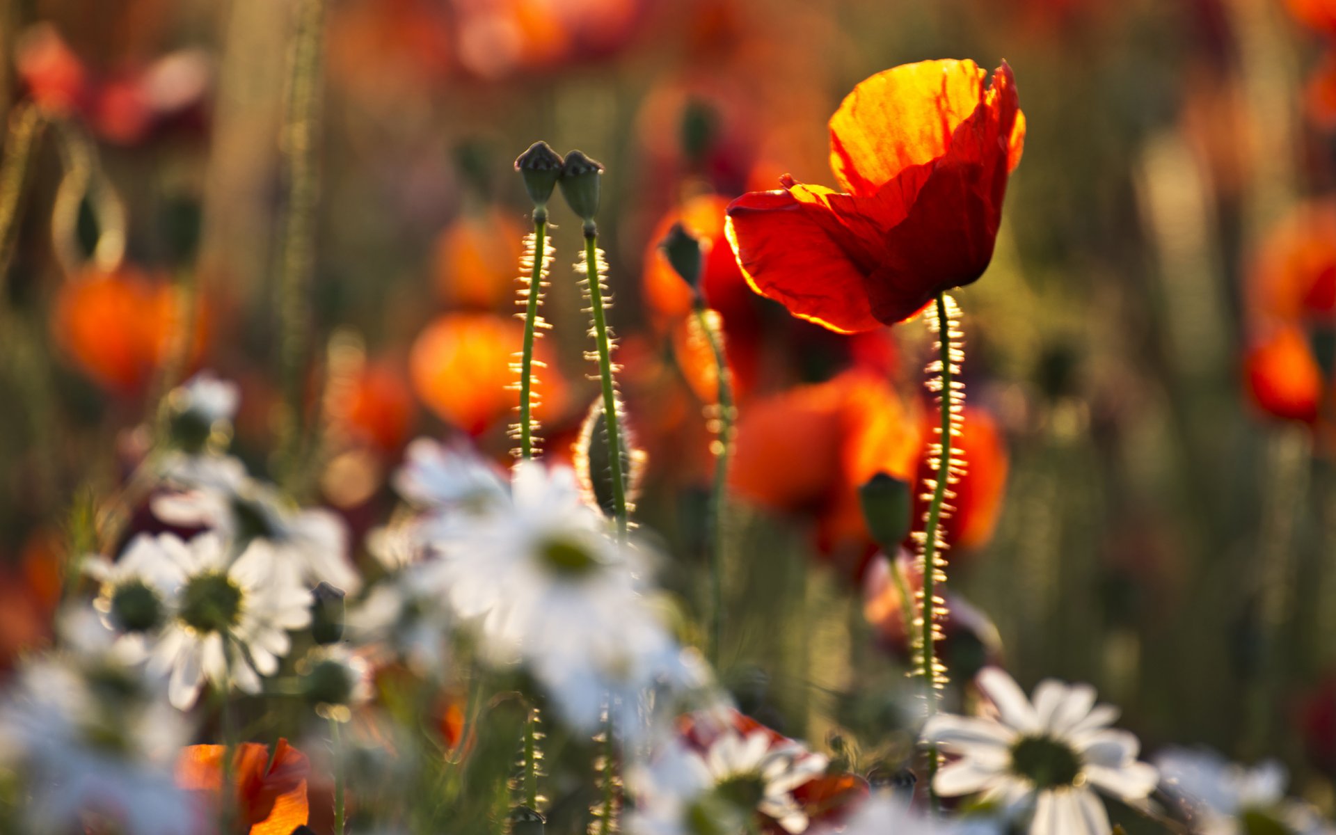 poppies chamomile gra