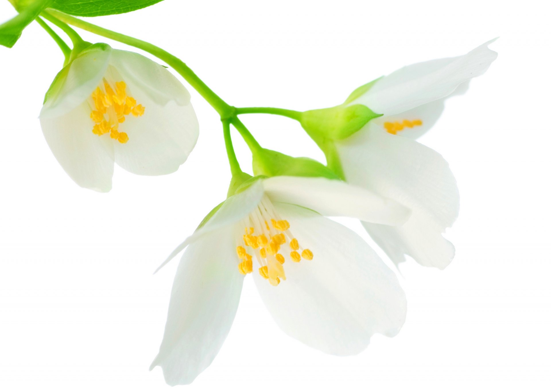 gelsomino concorso di spirito fiori bianco ramo foglie primavera freschezza bellezza dolce umore bianco ramo primavera