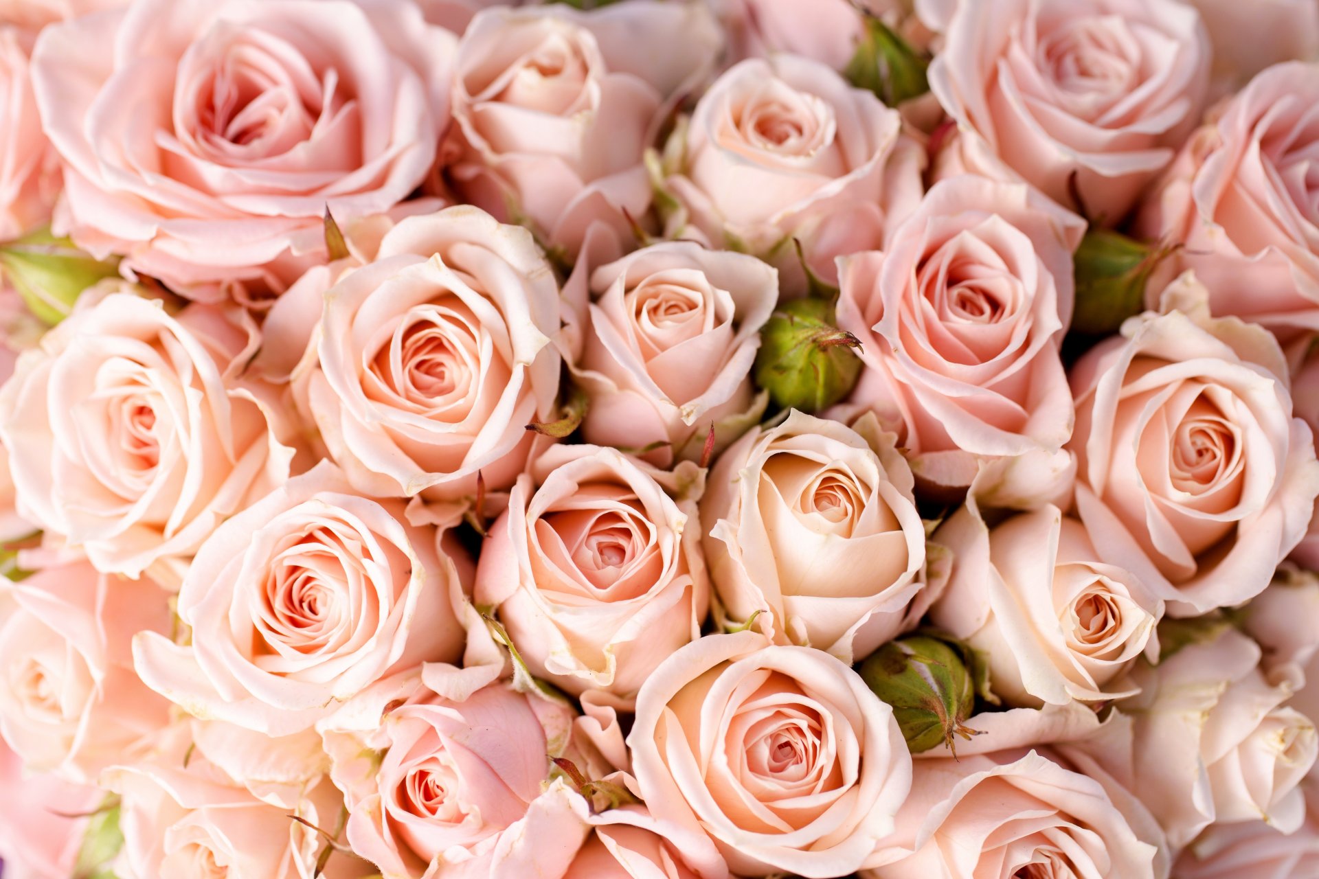fiori rose bouquet