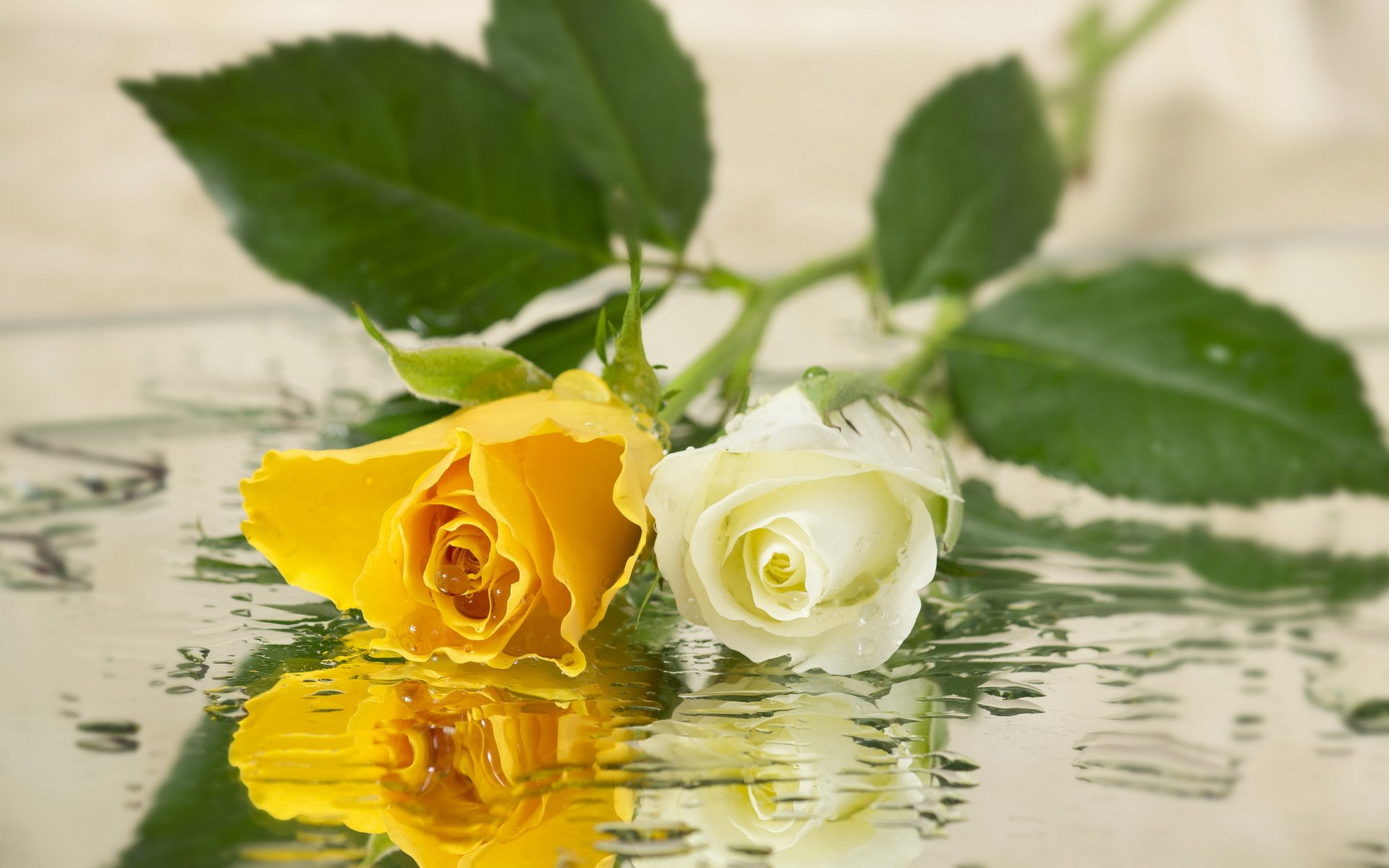 flower roses background