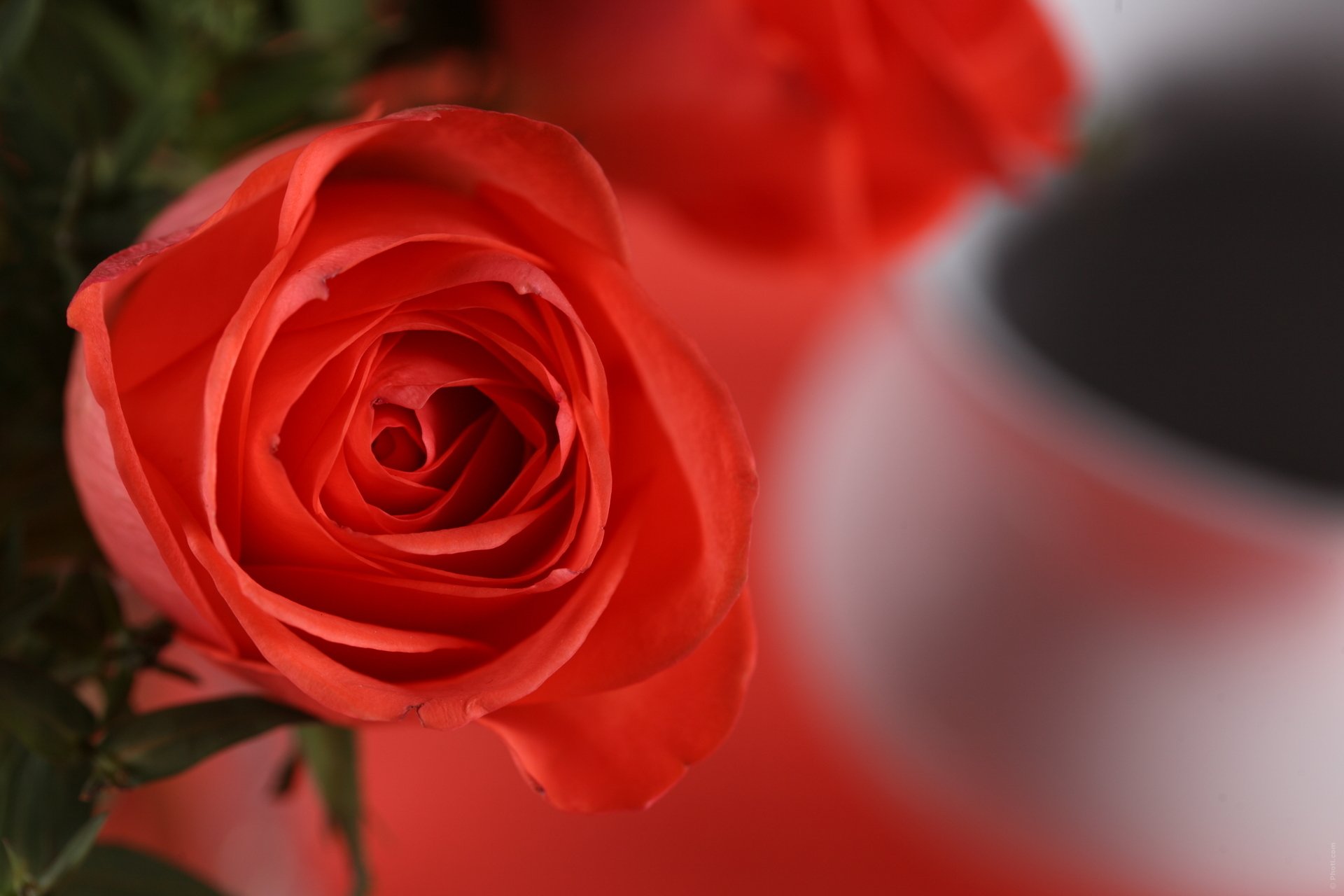 fiore rosa rossa petali macro