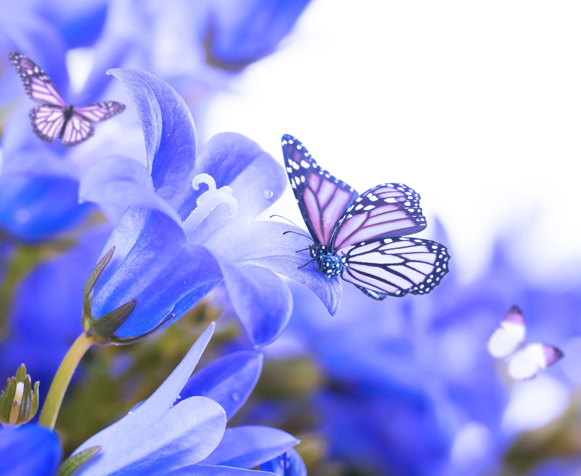 fleurs cloches papillons cloches papillons