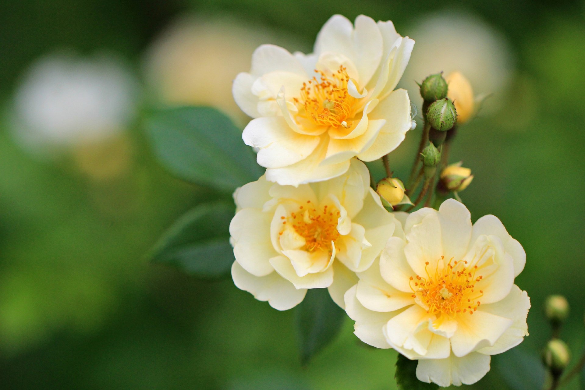 rosen makro knospen