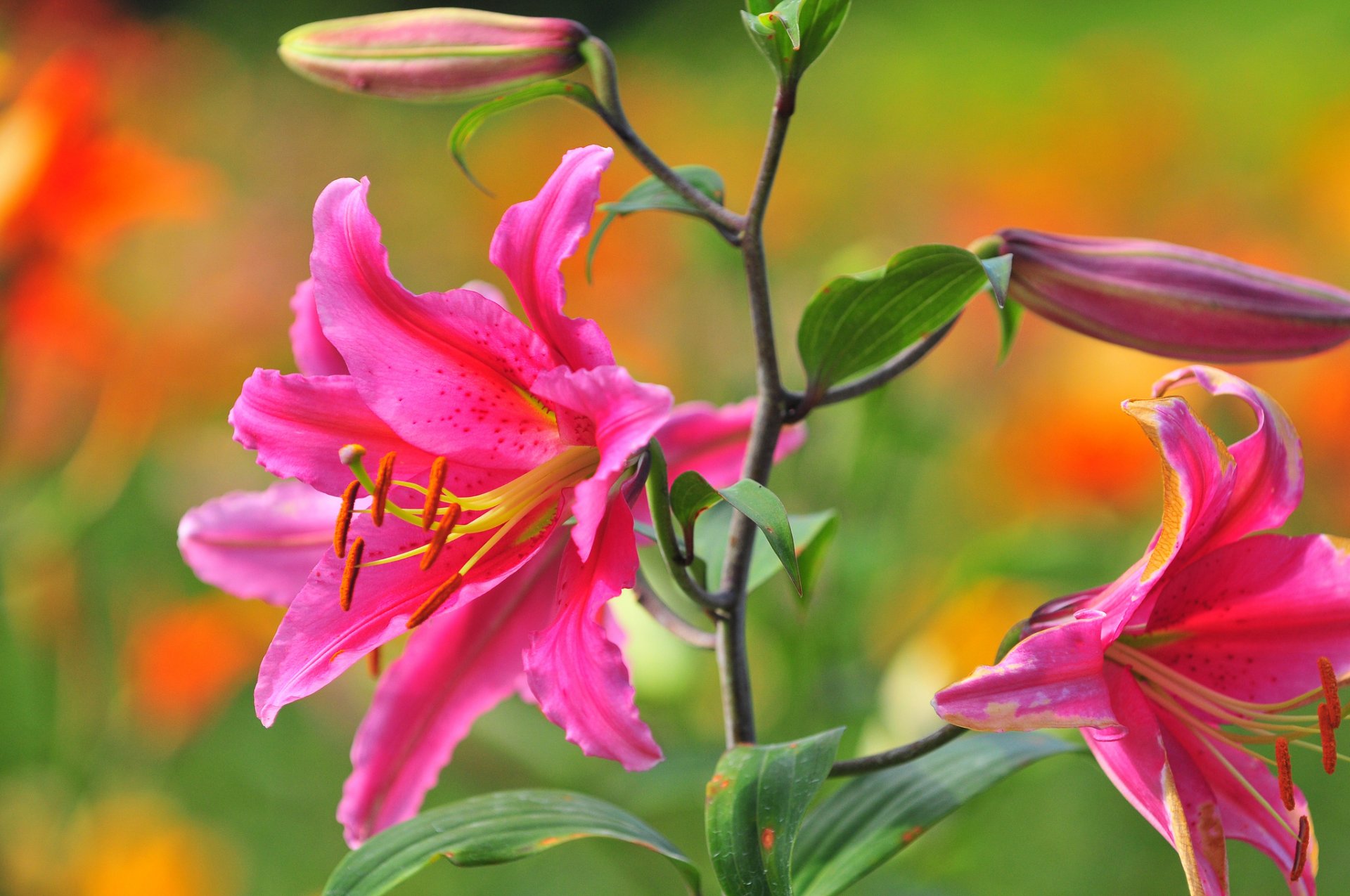 lily close up bud