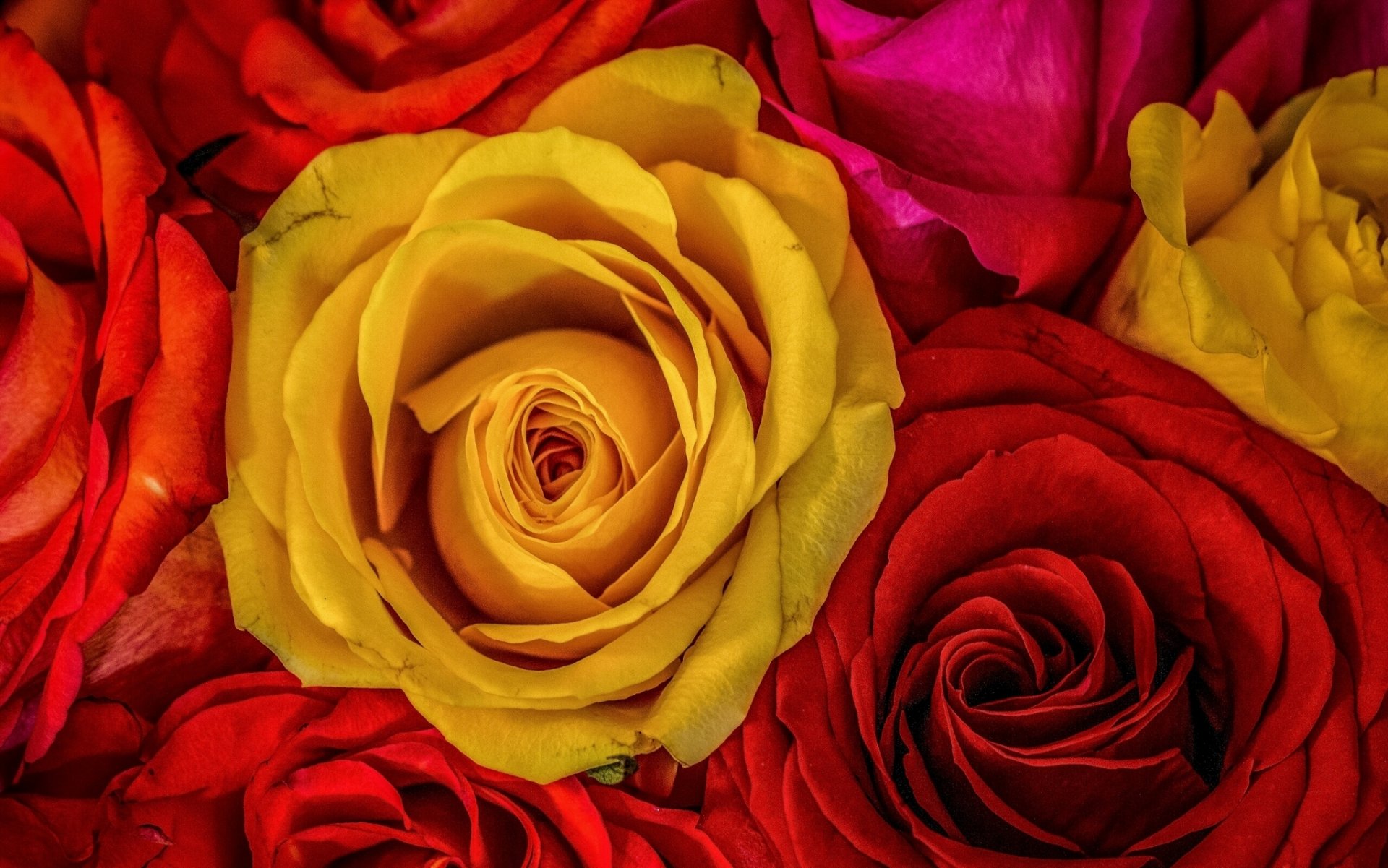 rosen knospen makro