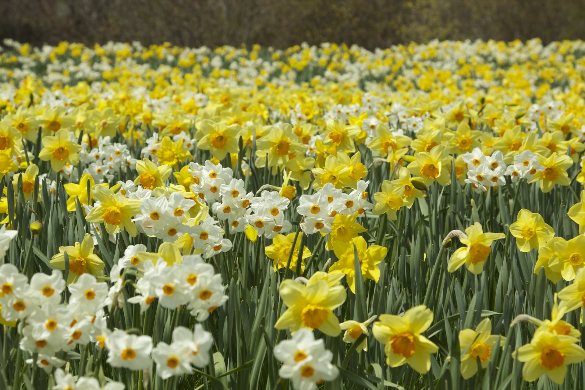 daffodils plantation spring