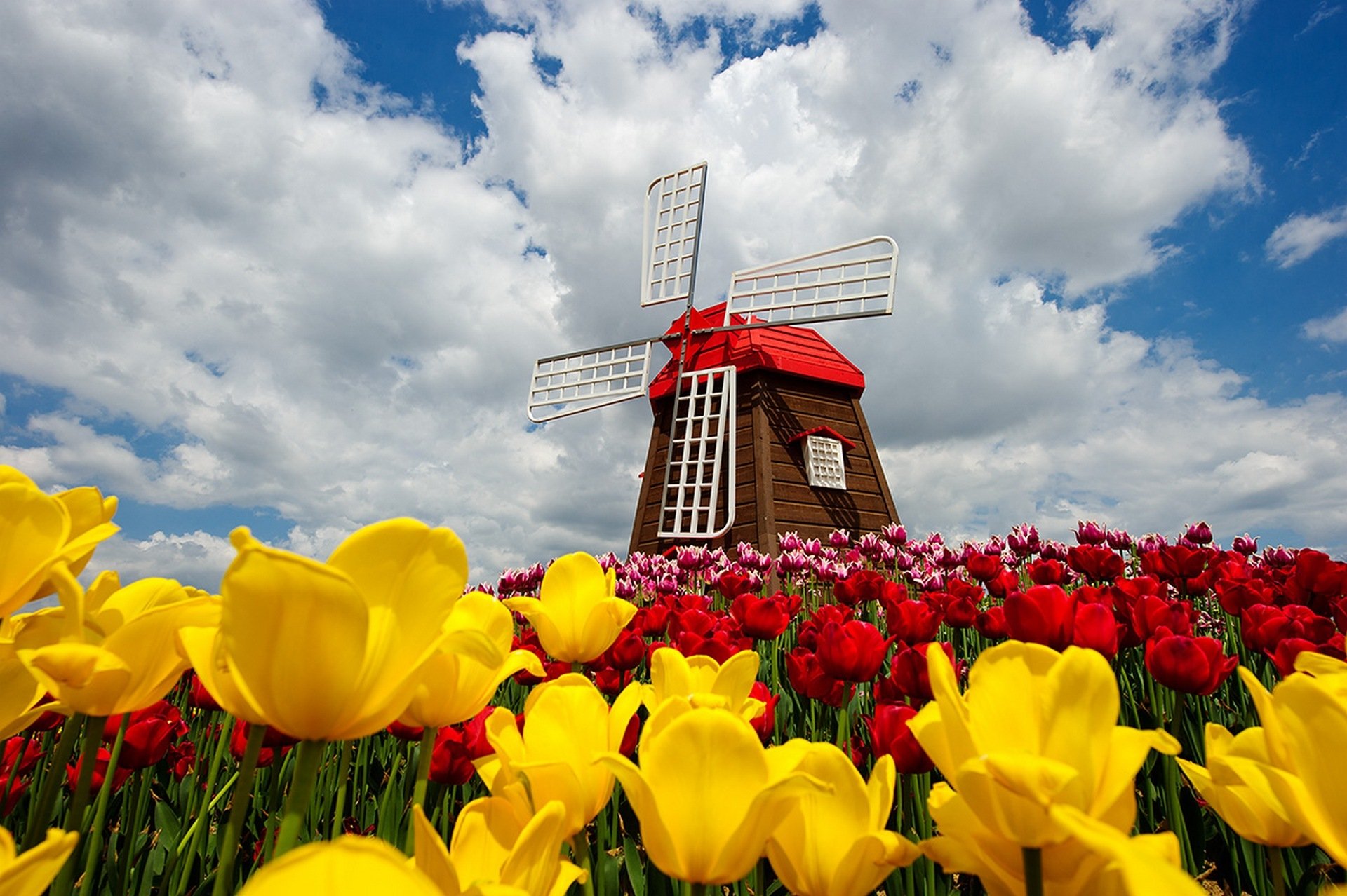 nature moulin à vent ciel nuages printemps fleurs tulipes printemps moulin à vent