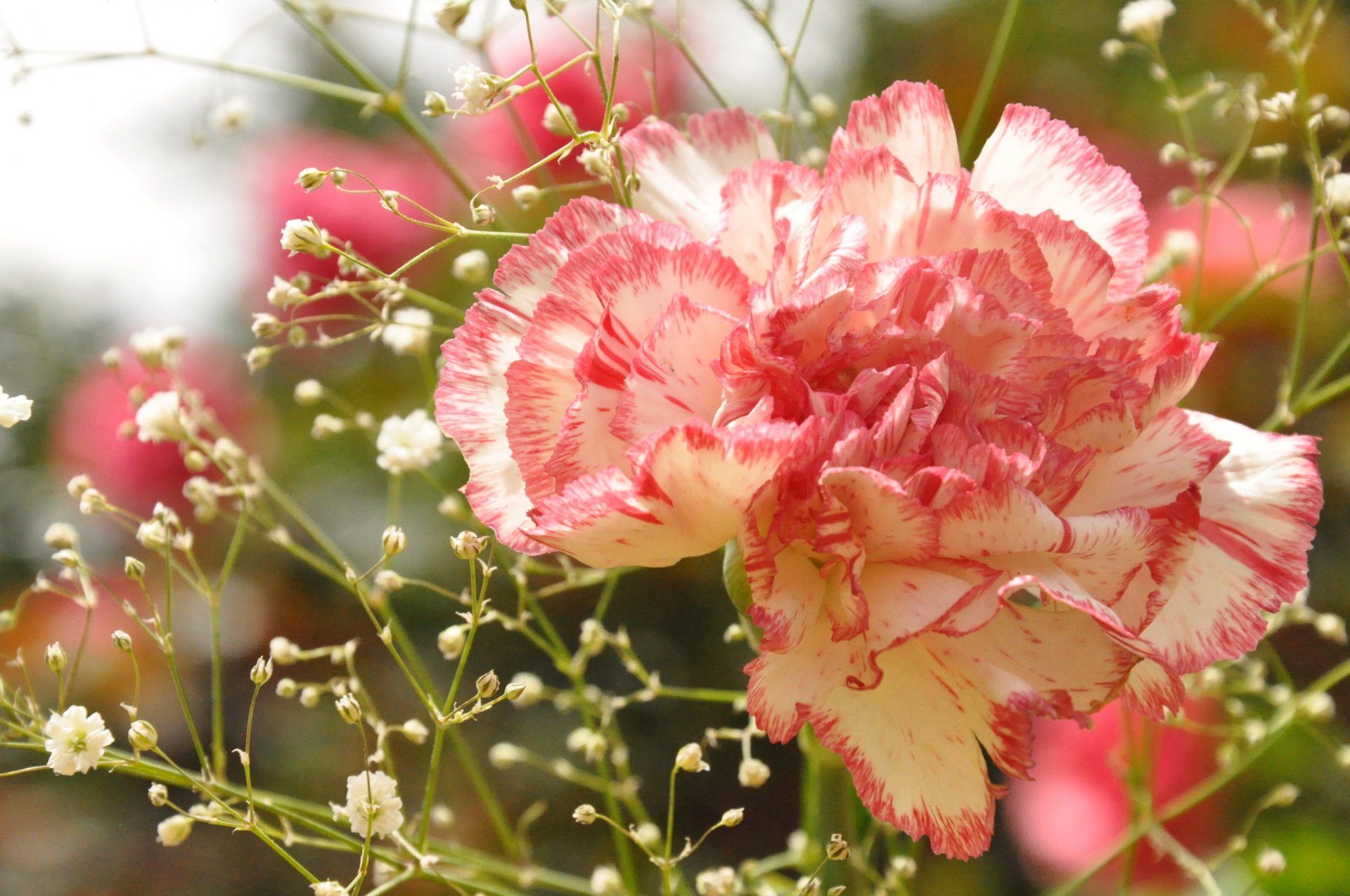 carnations macro close-up flowers photo