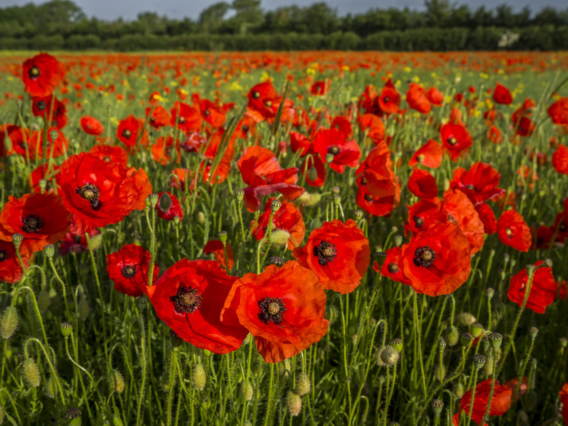 poppies the field bud